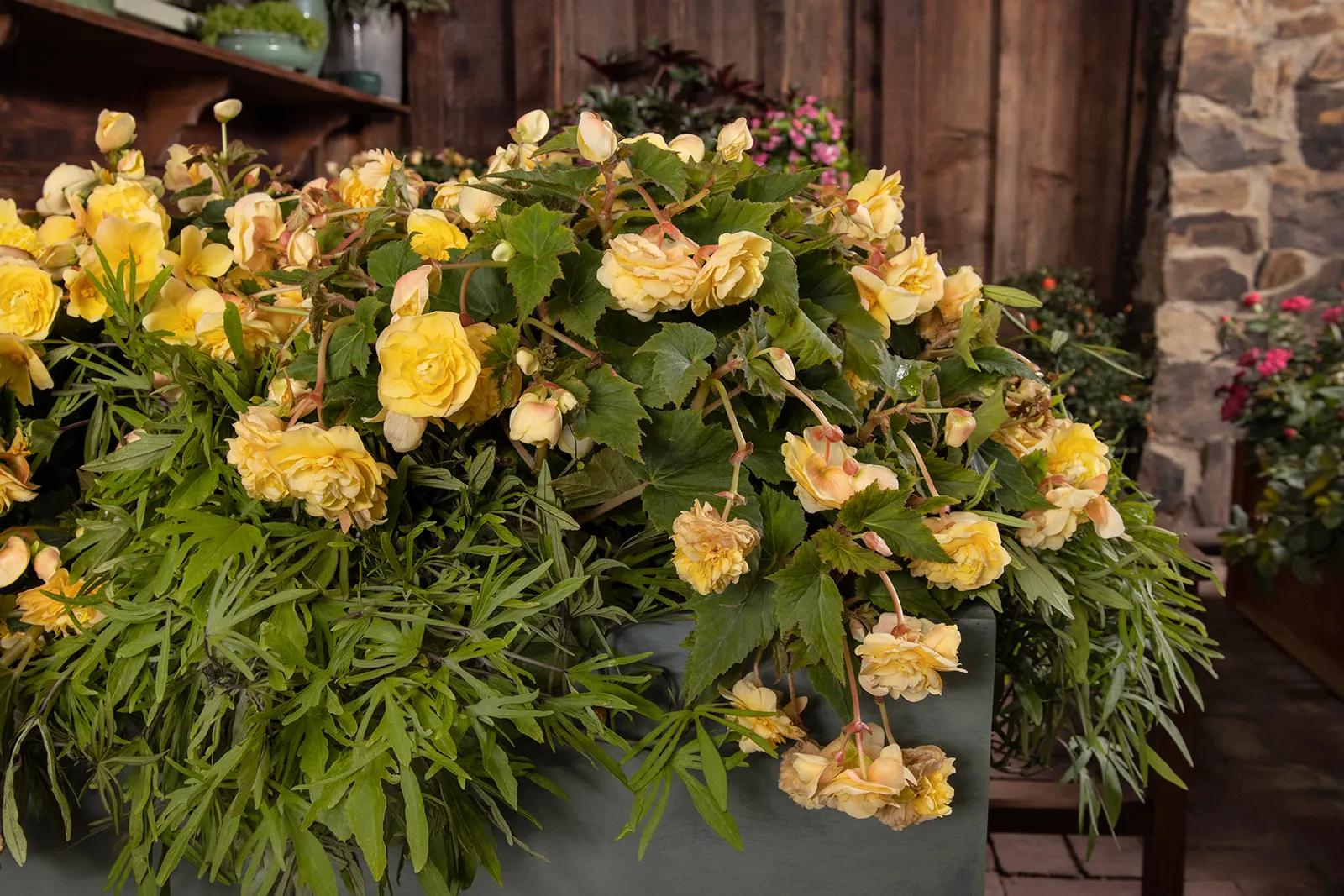 Primrose Begonia (Begonia tuberhybrida) — It grows 8-14 inches tall and spreads 12-24 inches with a mounding, trailing habit