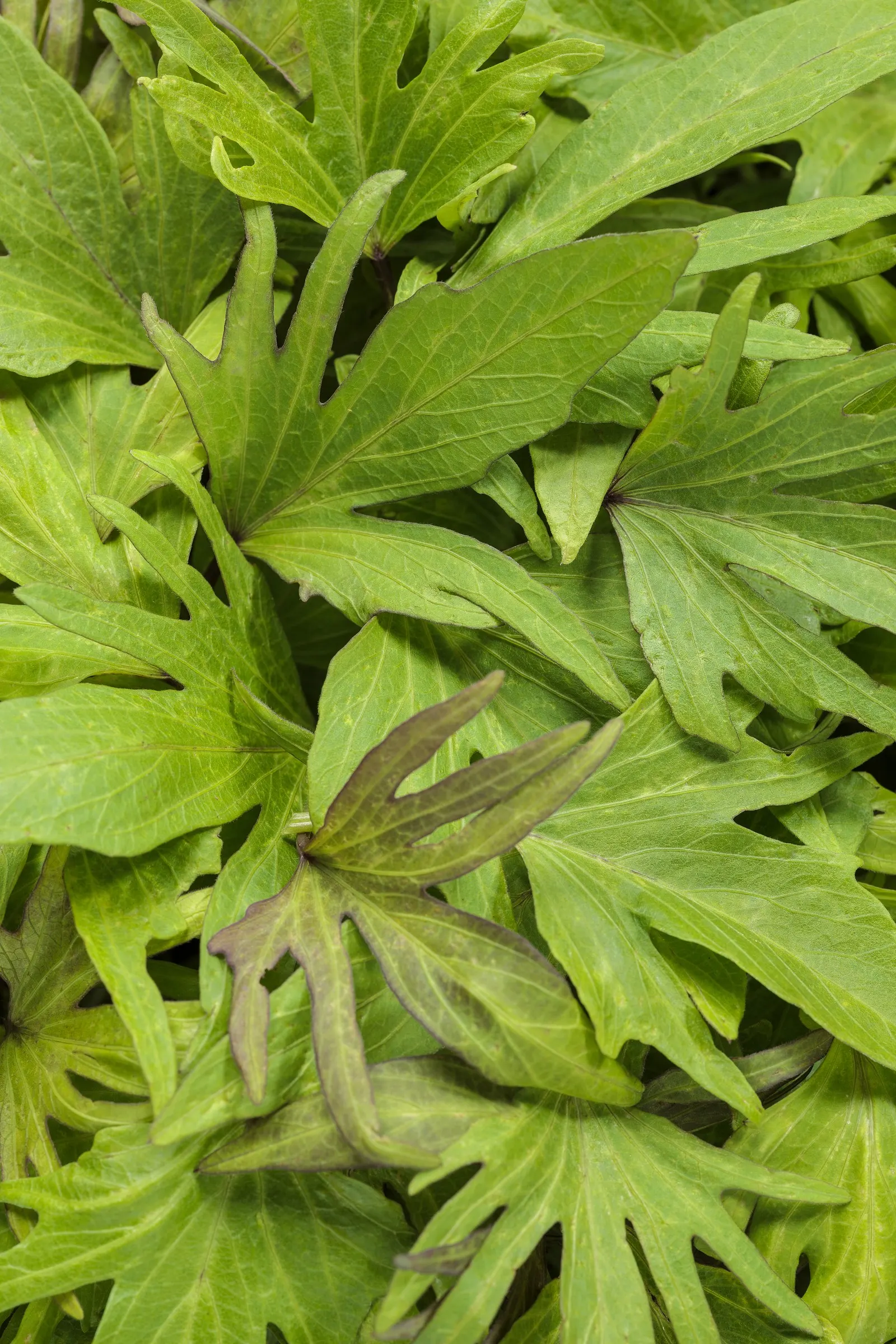 Medusa™ Green Ornamental Sweet Potato Vine (Ipomoea batatas) — It grows 6-12 inches tall and spreads 18-30 inches wide; it excels as a lush filler, image 65