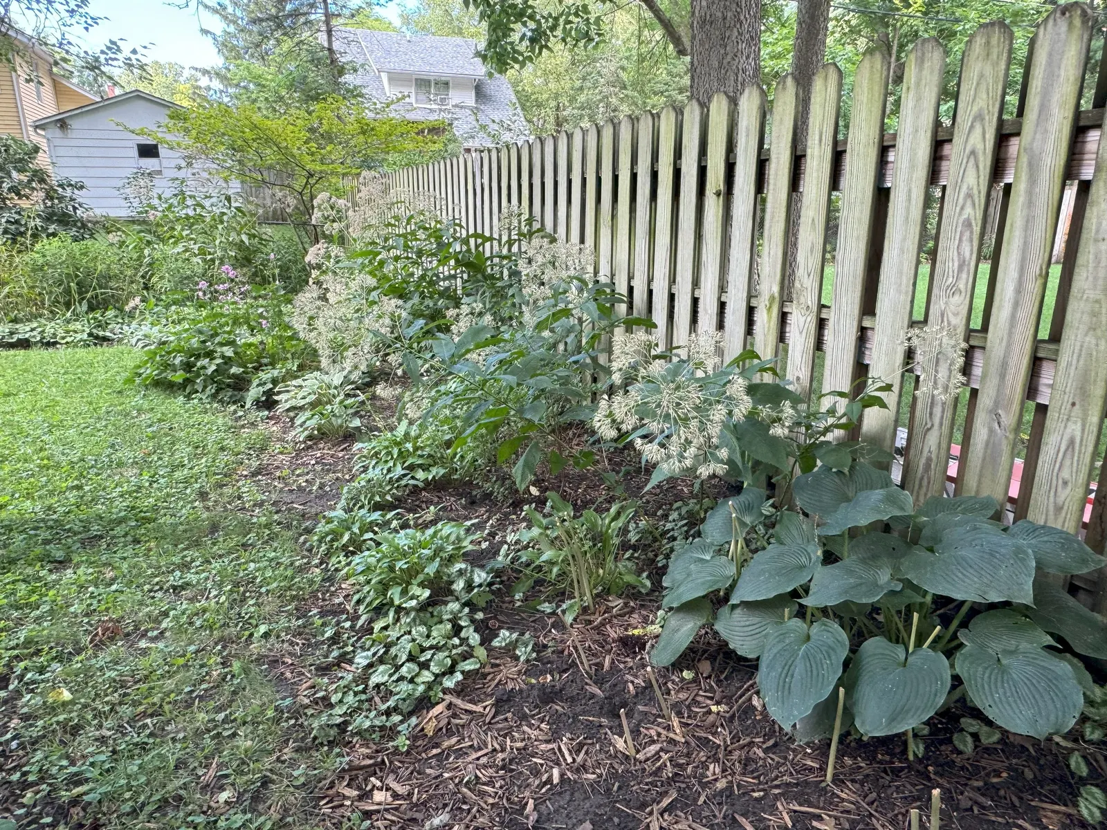Celebration Hosta (Hosta 'Celebration') — This shade-tolerant plant forms a compact mound about 15 inches high and spreads up to 20 inches wide