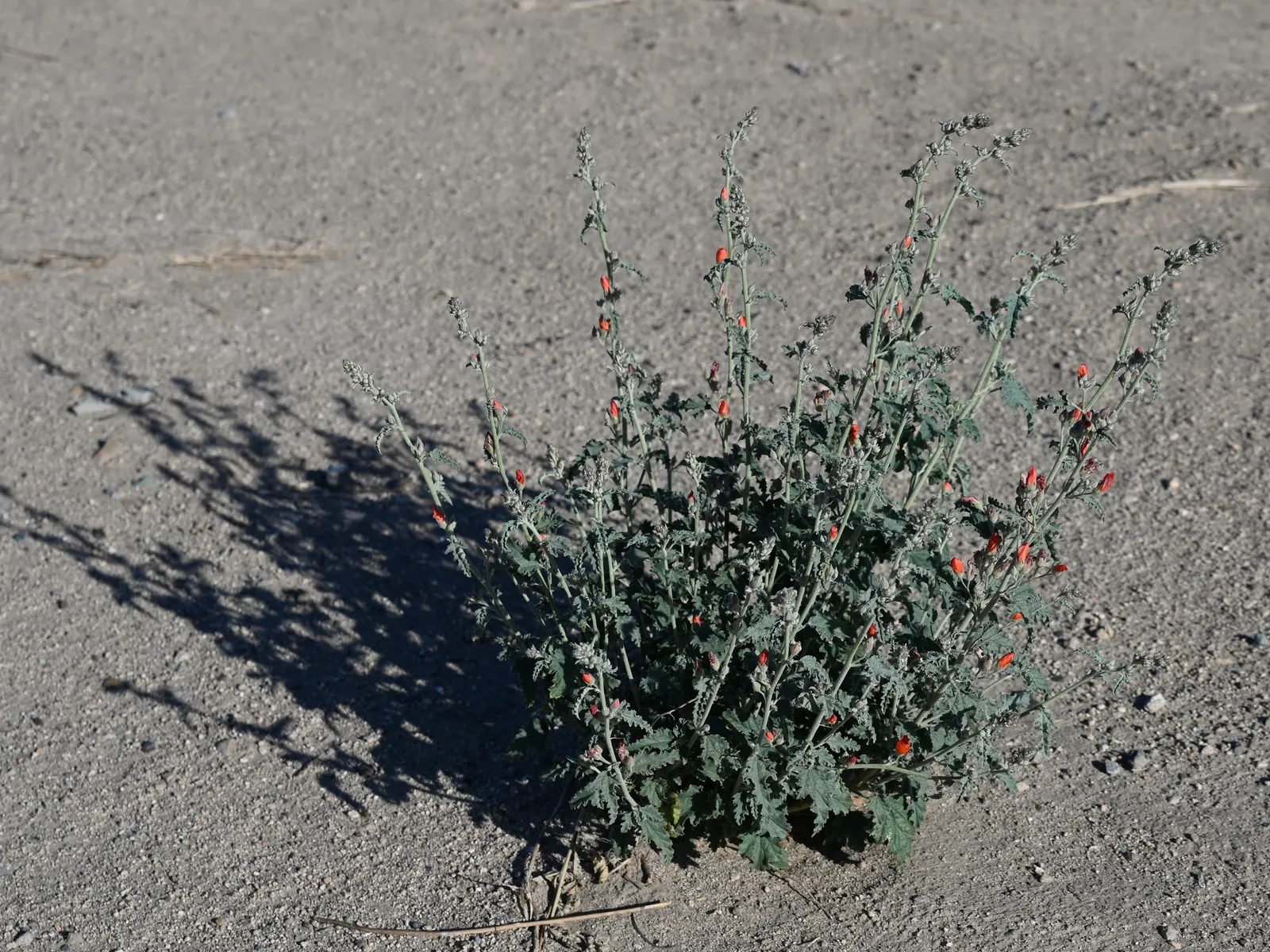 Apricot Mallow (Sphaeralcea Ambigua) — making it a low-maintenance option for gardeners contending with water restrictions; is an enchanting, image 71