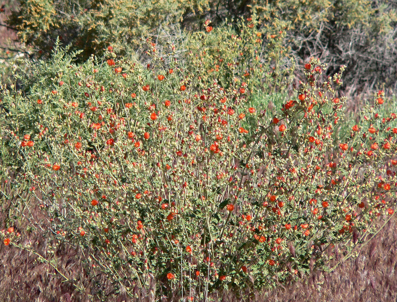 Apricot Mallow (Sphaeralcea Ambigua) — Revered for its vibrant apricot-orange blooms