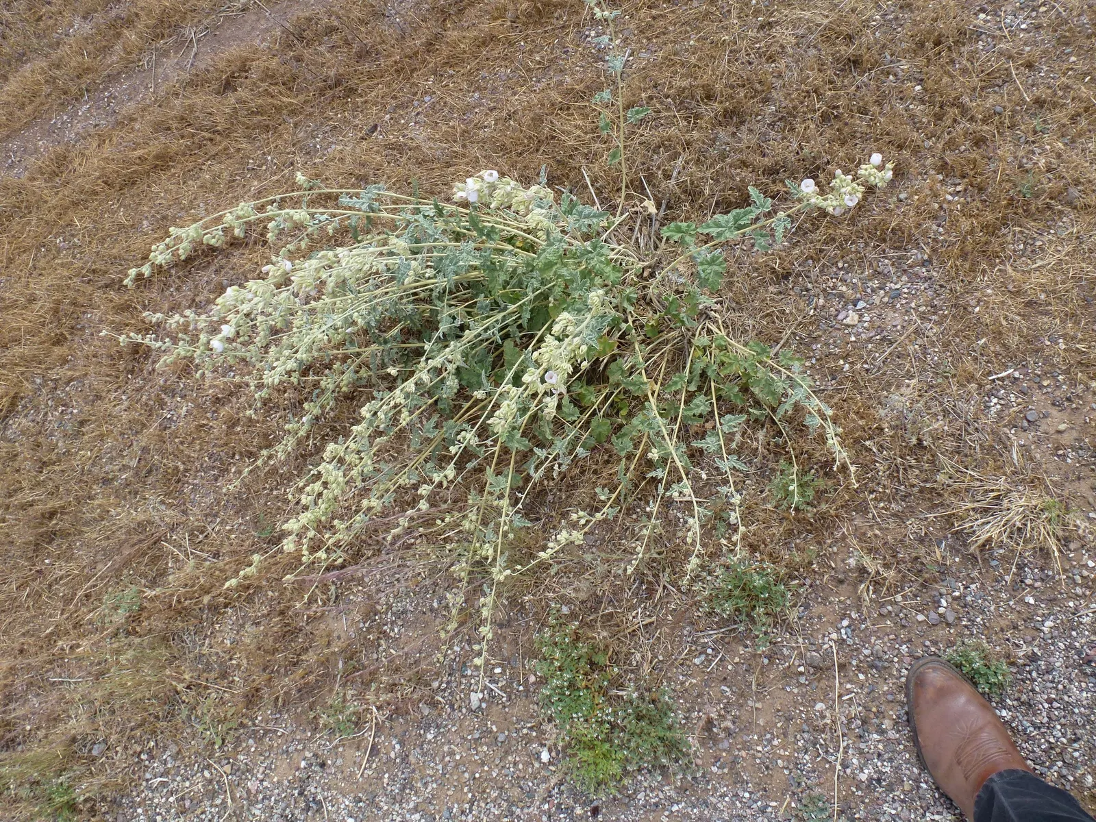 Apricot Mallow (Sphaeralcea Ambigua) — with a similar spread of 2 to 3 feet; scientifically known as Sphaeralcea ambigua
