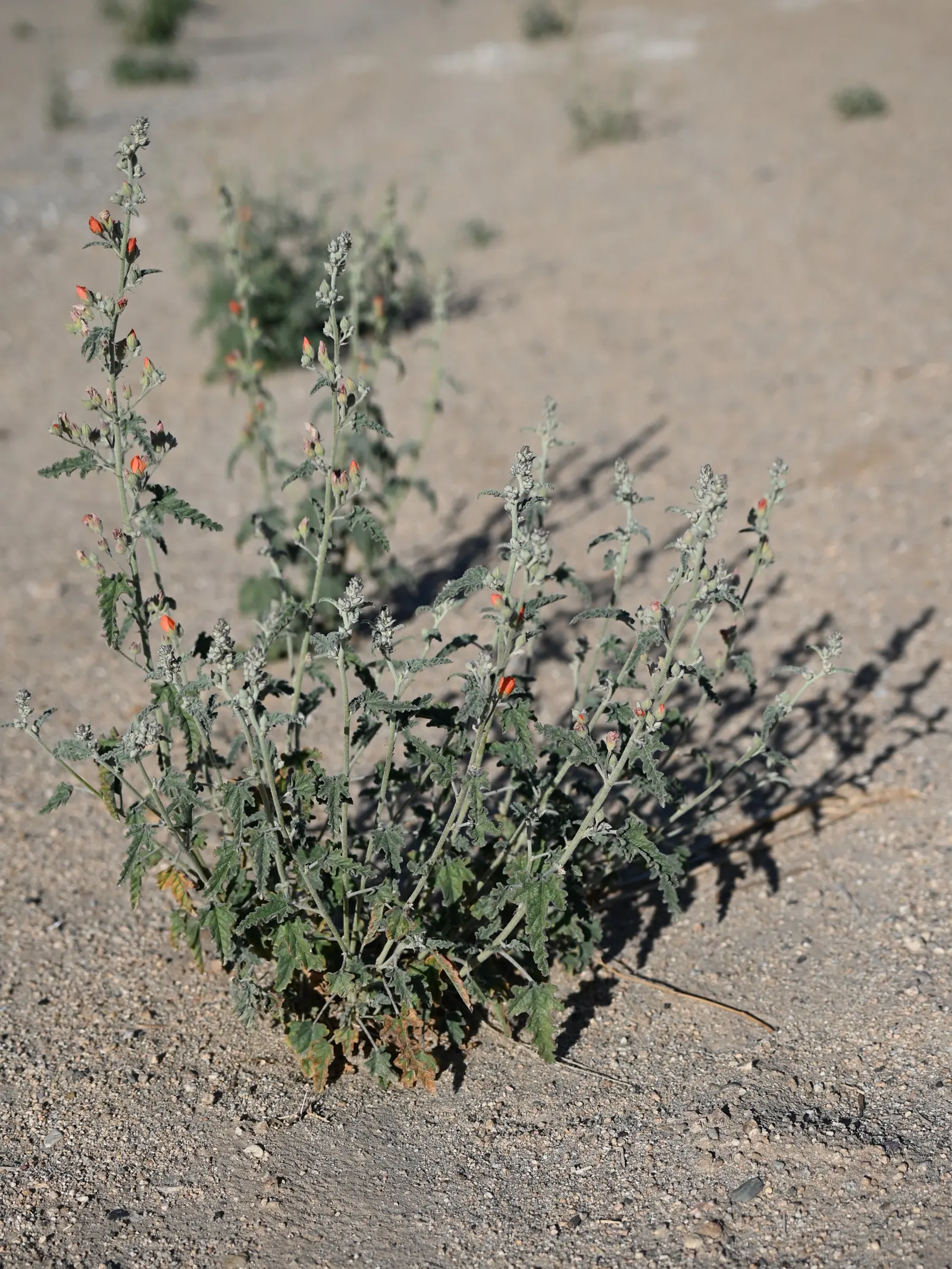 Apricot Mallow (Sphaeralcea Ambigua) — drought-tolerant landscapes.<br><br>This resilient plant possesses a bushy growth habit; the blooms are a, image 92