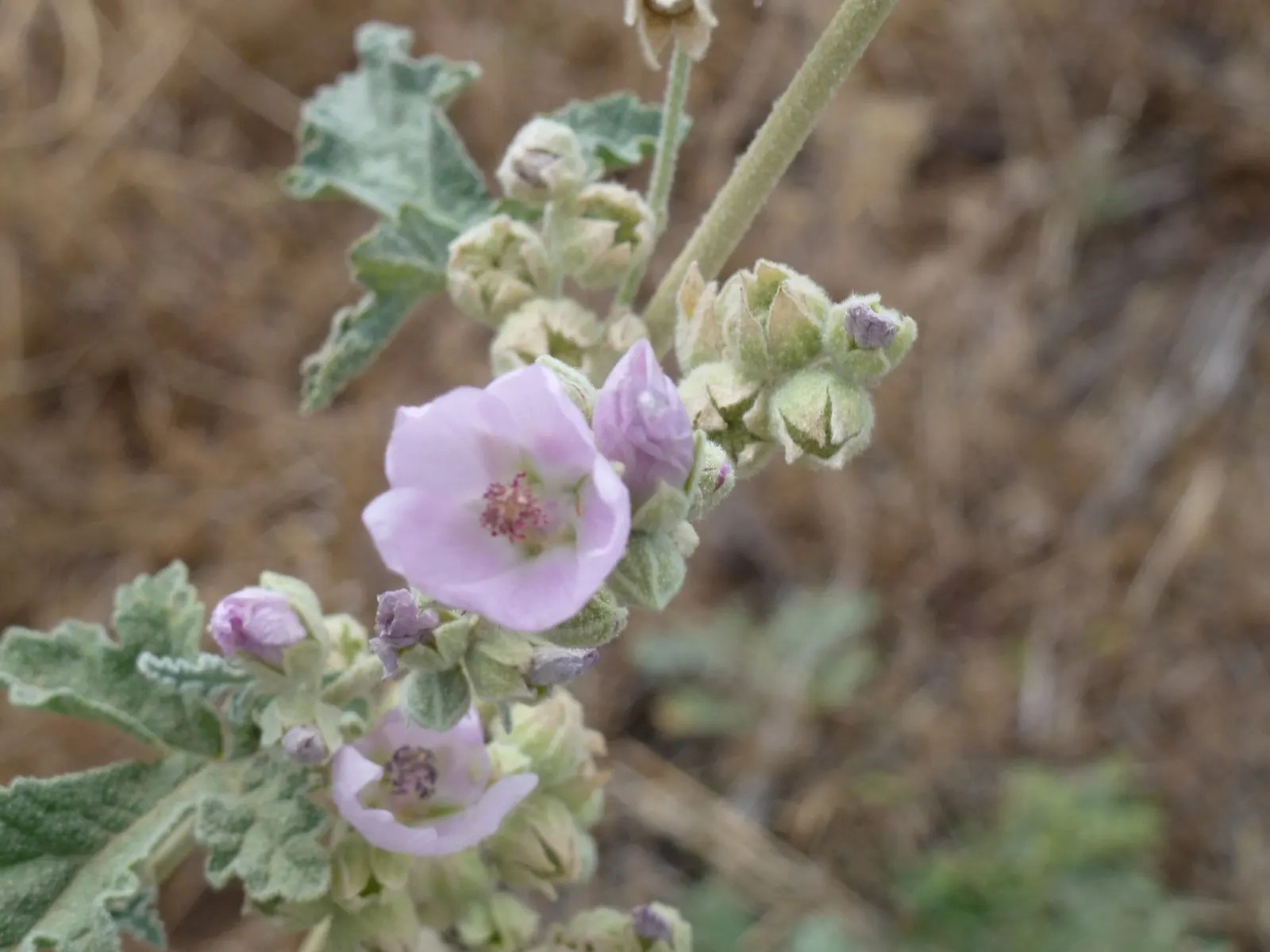 Apricot Mallow (Sphaeralcea Ambigua) — which enables it to fit snugly within mixed borders or serve as an eye-catching focal point