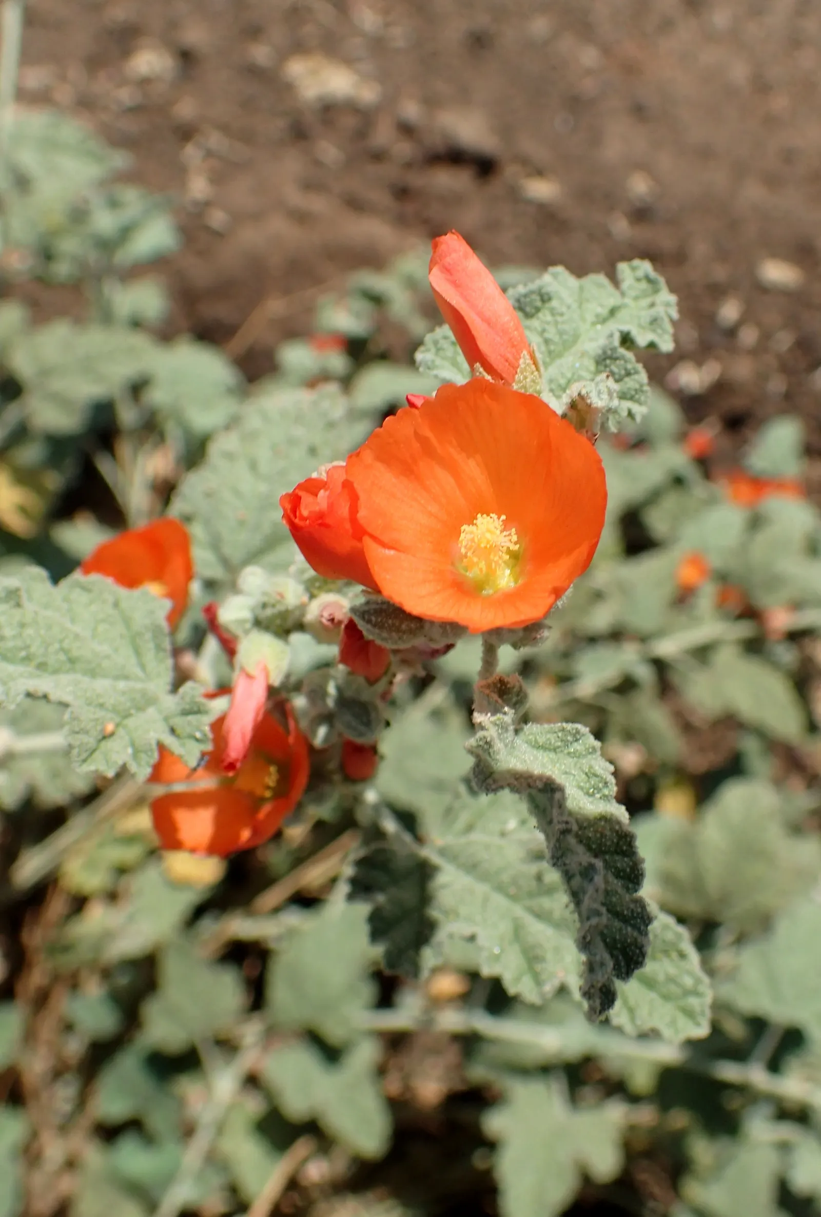 Apricot Mallow (Sphaeralcea Ambigua) — typically reaching heights of between 2 and 3 feet; shrub for full, image 66