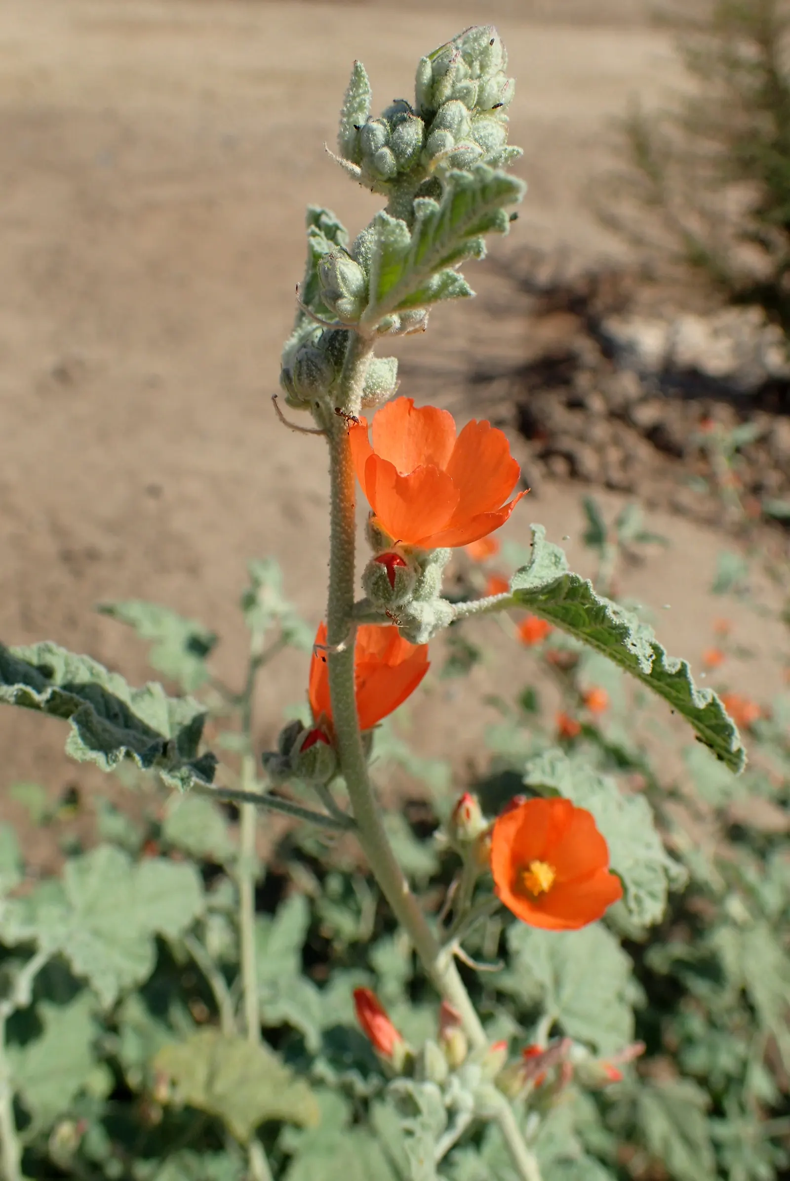 Apricot Mallow (Sphaeralcea Ambigua) — shrub for full; ensuring ongoing vibrancy in your garden's composition, image 108