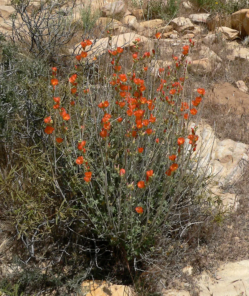 Apricot Mallow (Sphaeralcea Ambigua) — Requires well-draining soil and full sun exposure, image 86