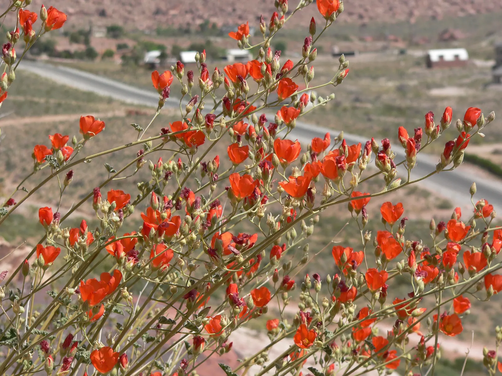 Apricot Mallow (Sphaeralcea Ambigua) — it can be propagated through division