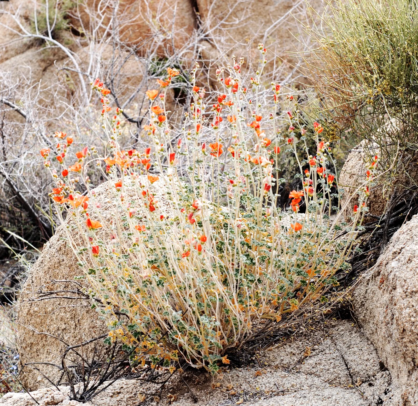 Apricot Mallow (Sphaeralcea Ambigua) — drought-tolerant landscapes.<br><br>This resilient plant possesses a bushy growth habit; the blooms are a veritable
