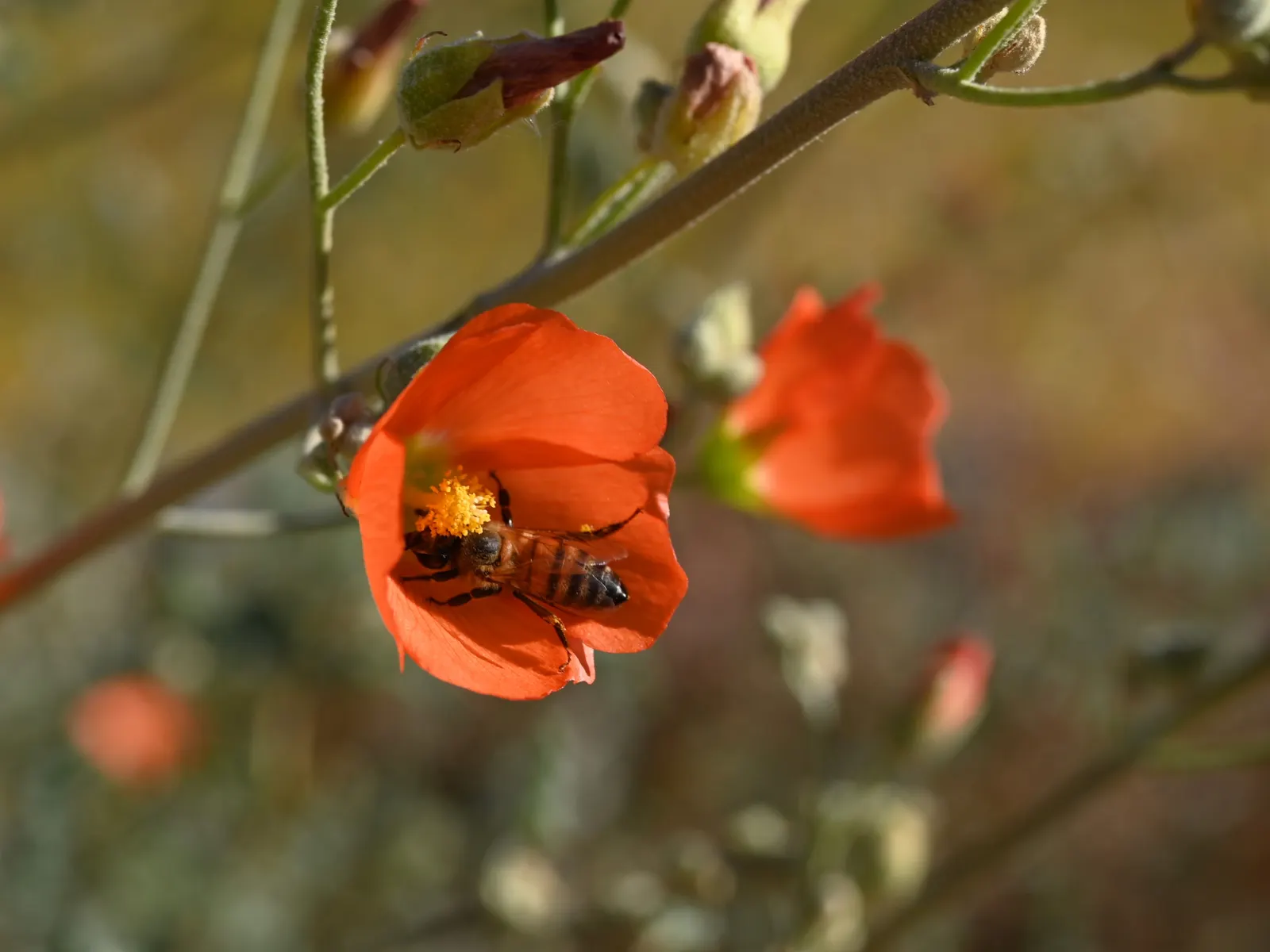 Apricot Mallow (Sphaeralcea Ambigua) — offering a prolonged display of allure.<br><br>Cultivation of Sphaeralcea ambigua requires well-drained soil
