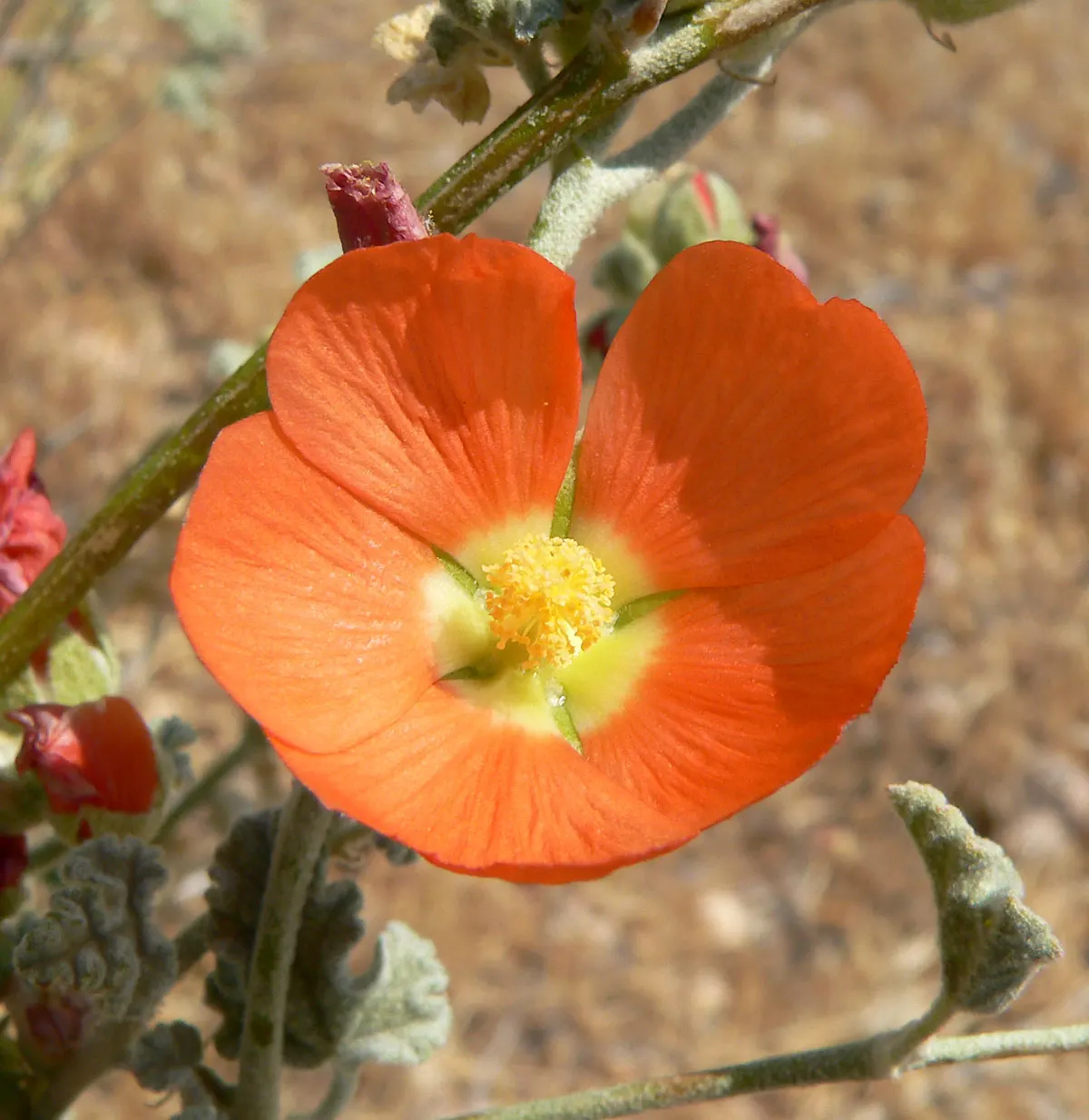 Apricot Mallow (Sphaeralcea Ambigua) — flourishing in arid zones with a height/width of 3 ft; drought-tolerant landscapes.<br><br>This resilient, image 56