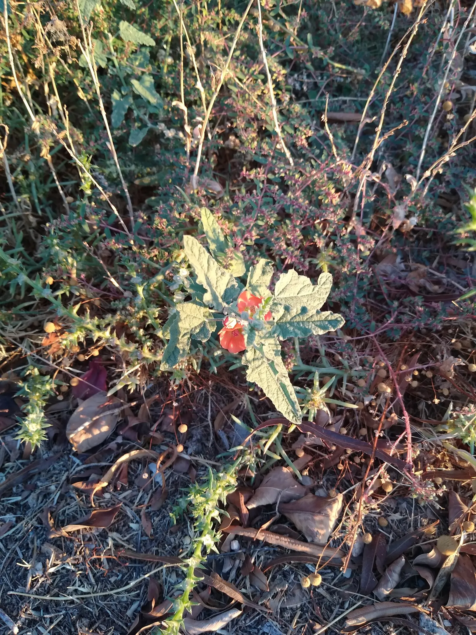 Apricot Mallow (Sphaeralcea Ambigua) — Displaying cup-shaped, apricot-orange blooms, this plant adds a warm palette from late winter to fall; it thrives in