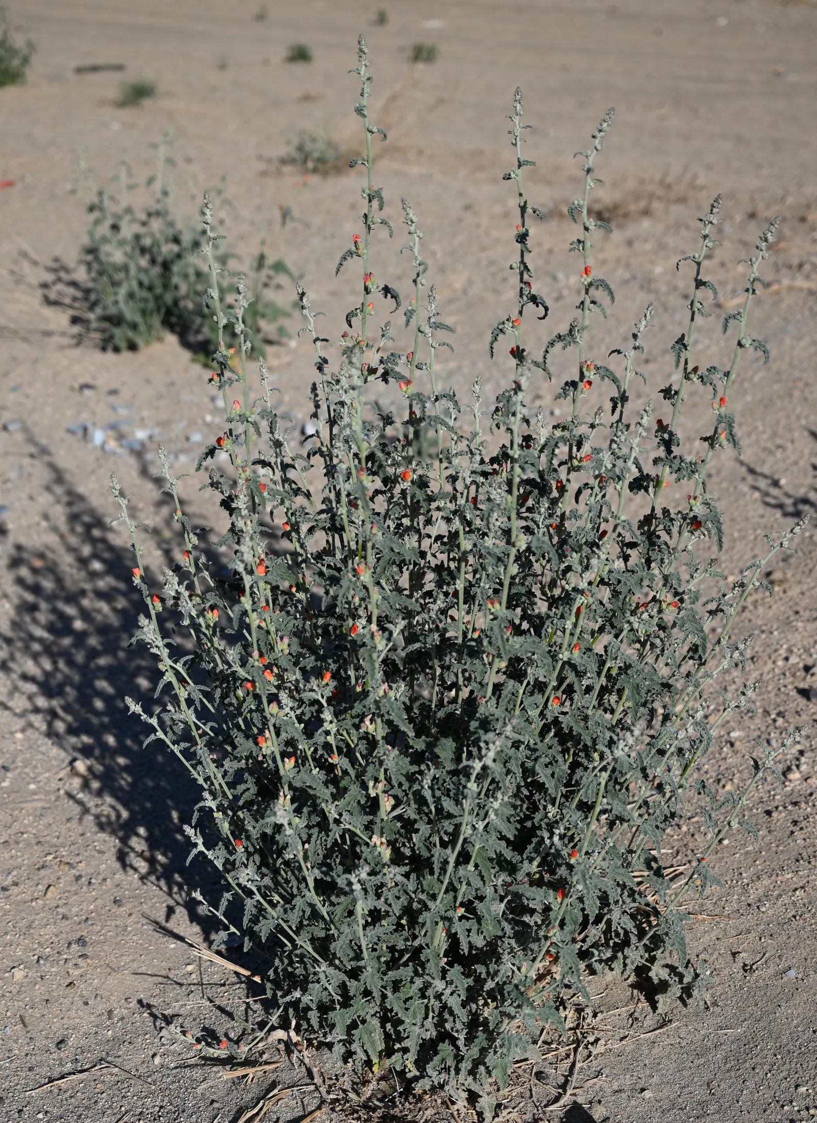 Apricot Mallow (Sphaeralcea Ambigua) — Its grey-green foliage is drought-tolerant and attracts pollinators, making it perfect for xeriscapes, image 112