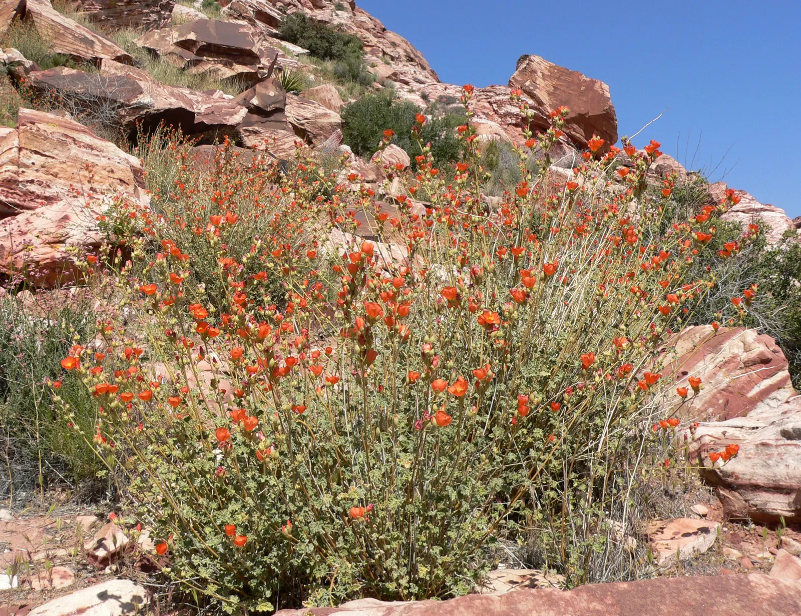 Apricot Mallow (Sphaeralcea Ambigua) — scientifically known as Sphaeralcea ambigua