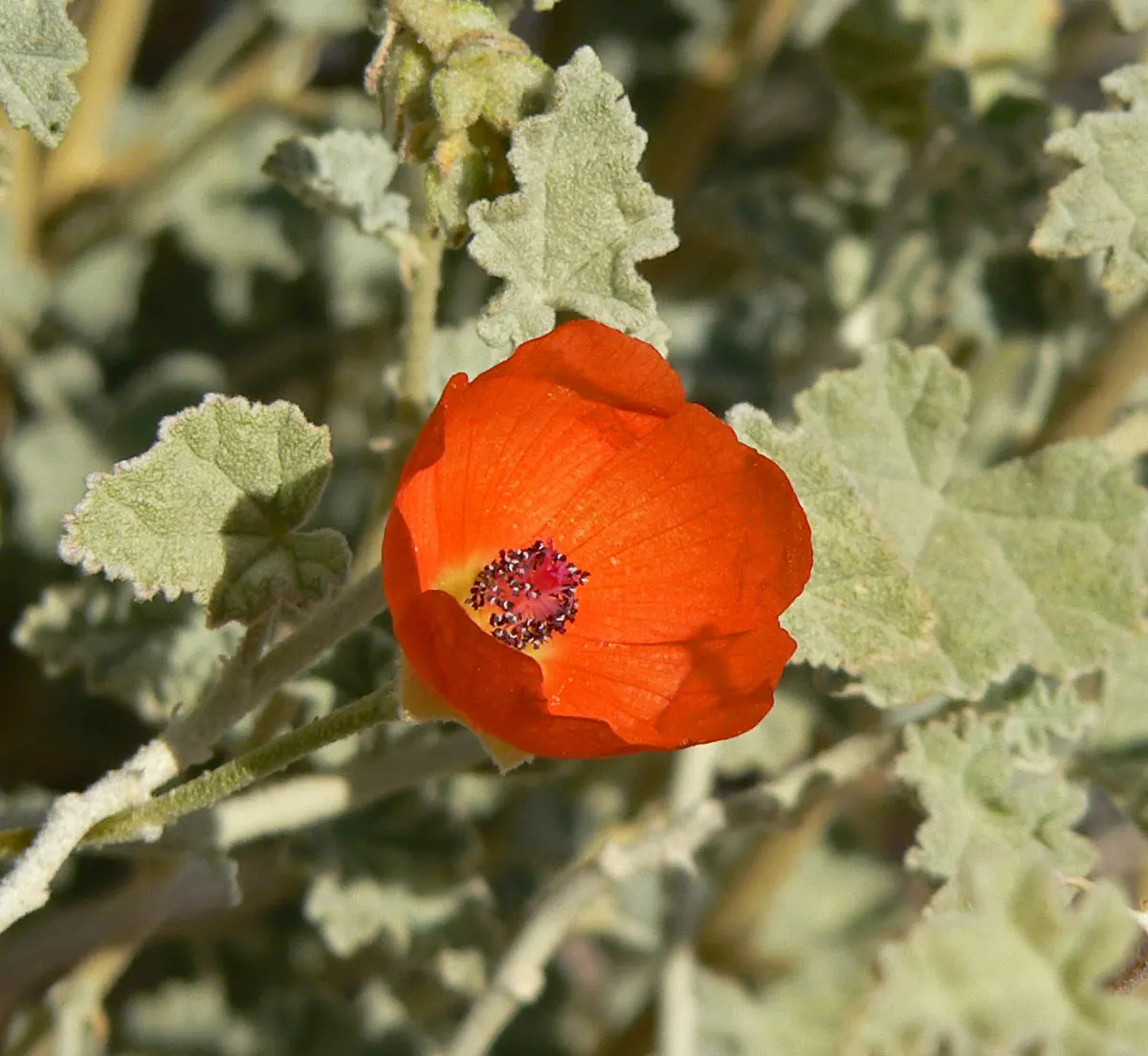 Apricot Mallow (Sphaeralcea Ambigua) — shrub with orange blooms; making it a low-maintenance option for gardeners contending with water restrictions, image 80