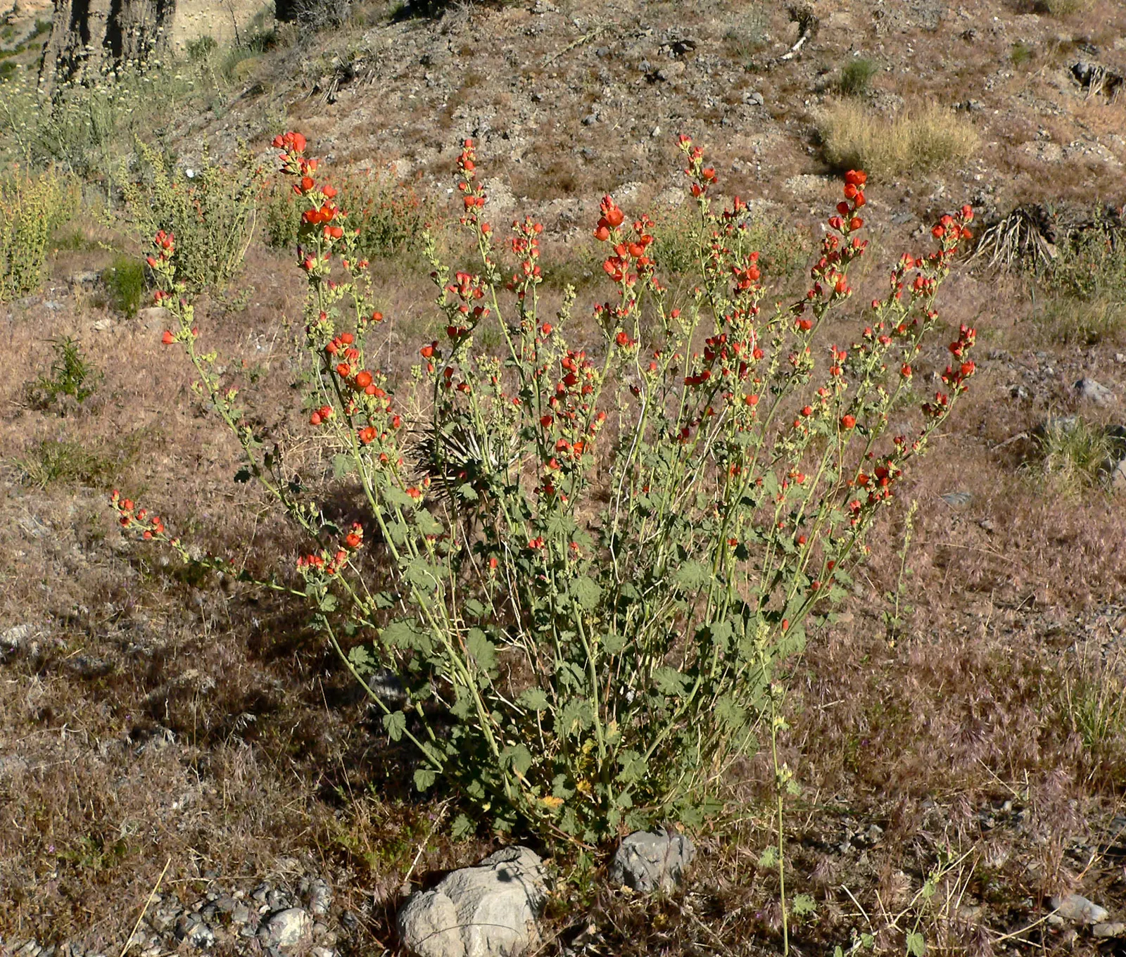 Apricot Mallow (Sphaeralcea Ambigua) — Apricot Mallow (Sphaeralcea ambigua) is a perennial shrub; its grey-green foliage is drought-tolerant and, image 82