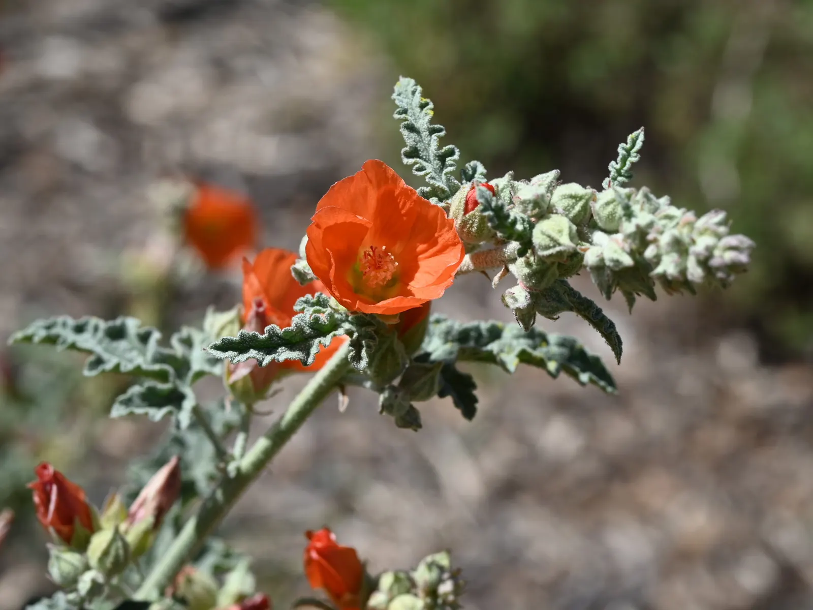 Apricot Mallow (Sphaeralcea Ambigua) — it flourishes under full sun exposure and is an excellent choice for adding a splash of color to arid; with, image 64