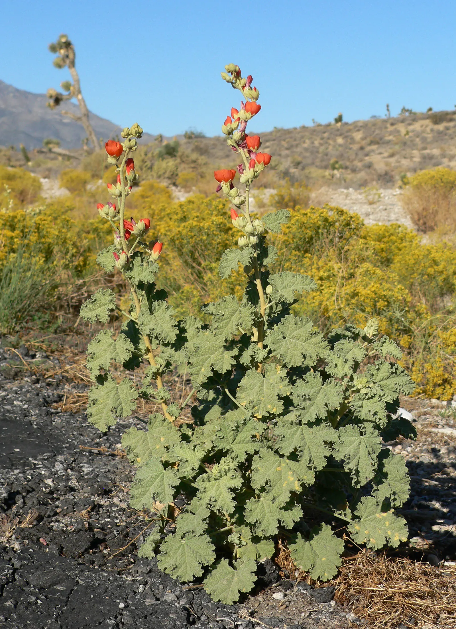 Apricot Mallow (Sphaeralcea Ambigua) — ensuring ongoing vibrancy in your garden's composition; displaying cup-shaped, apricot-orange blooms, this, image 105