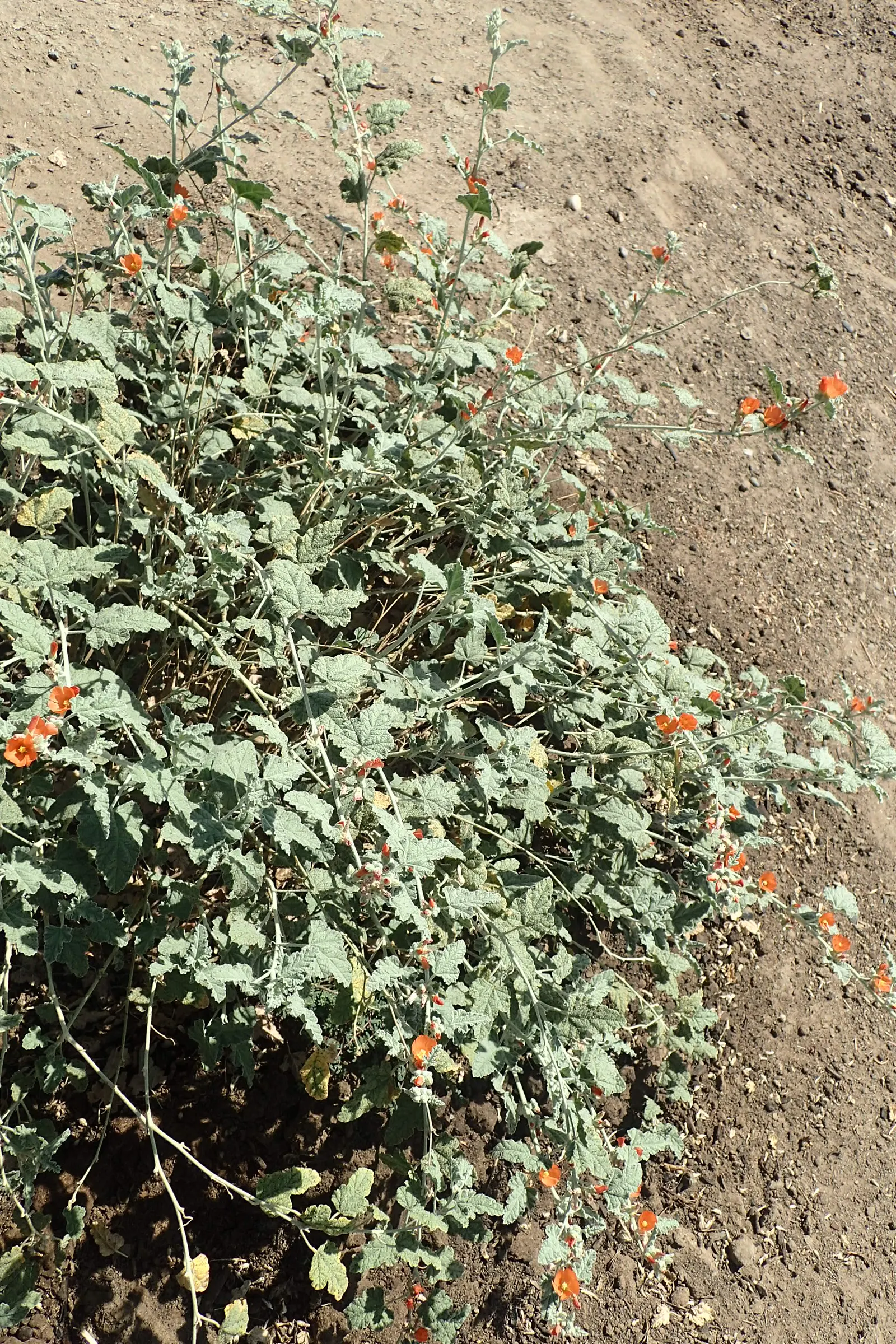 Apricot Mallow (Sphaeralcea Ambigua) — Space 2-3 ft apart to accommodate mature size; typically reaching heights of between 2 and 3 feet, image 87