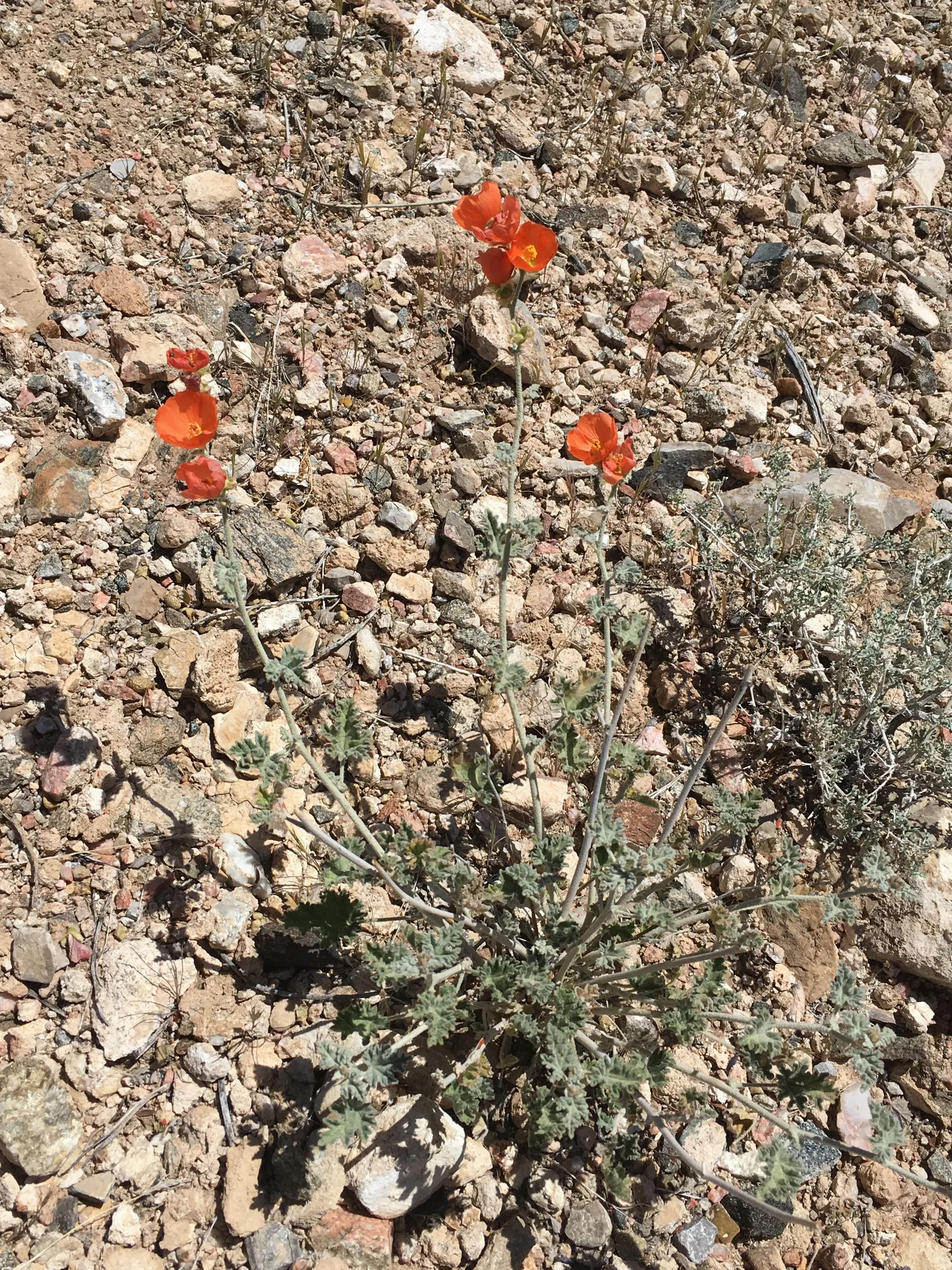 Apricot Mallow (Sphaeralcea Ambigua) — shrub for full; ensuring ongoing vibrancy in your garden's composition, image 81
