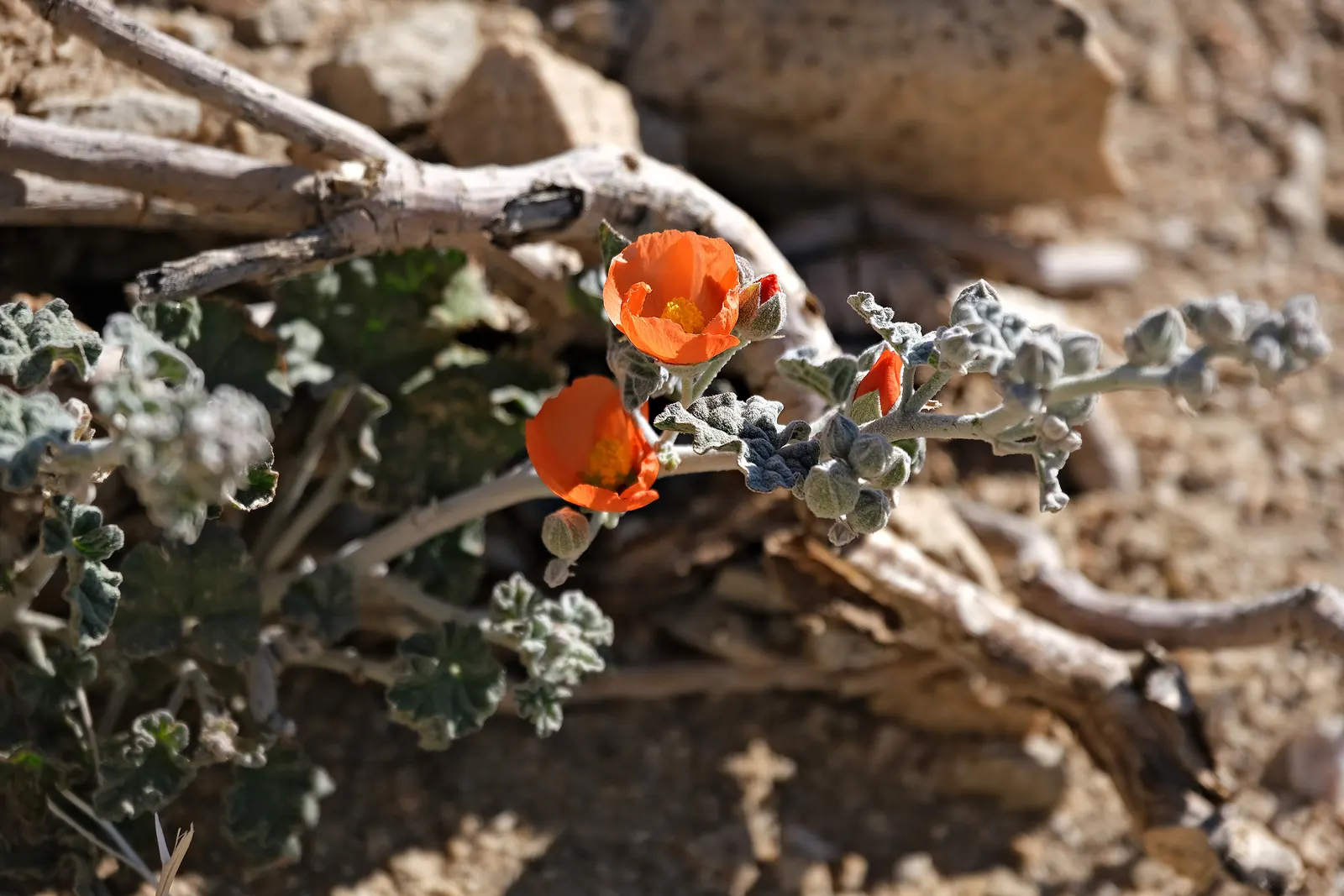 Apricot Mallow (Sphaeralcea Ambigua) — Its grey-green foliage is drought-tolerant and attracts pollinators, making it perfect for xeriscapes