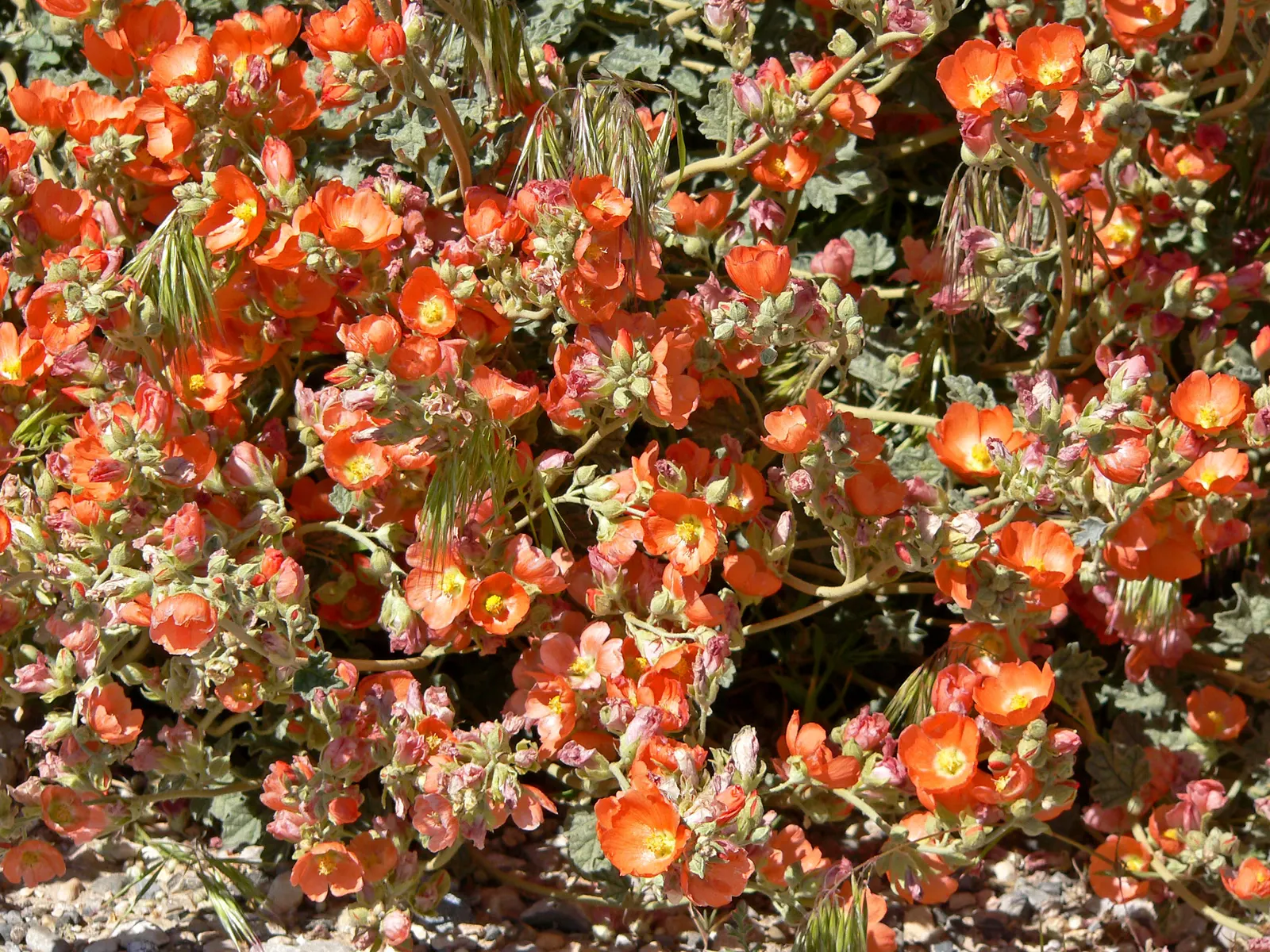 Apricot Mallow (Sphaeralcea Ambigua) — consider its attraction to pollinators; as the plant matures and spreads, image 73