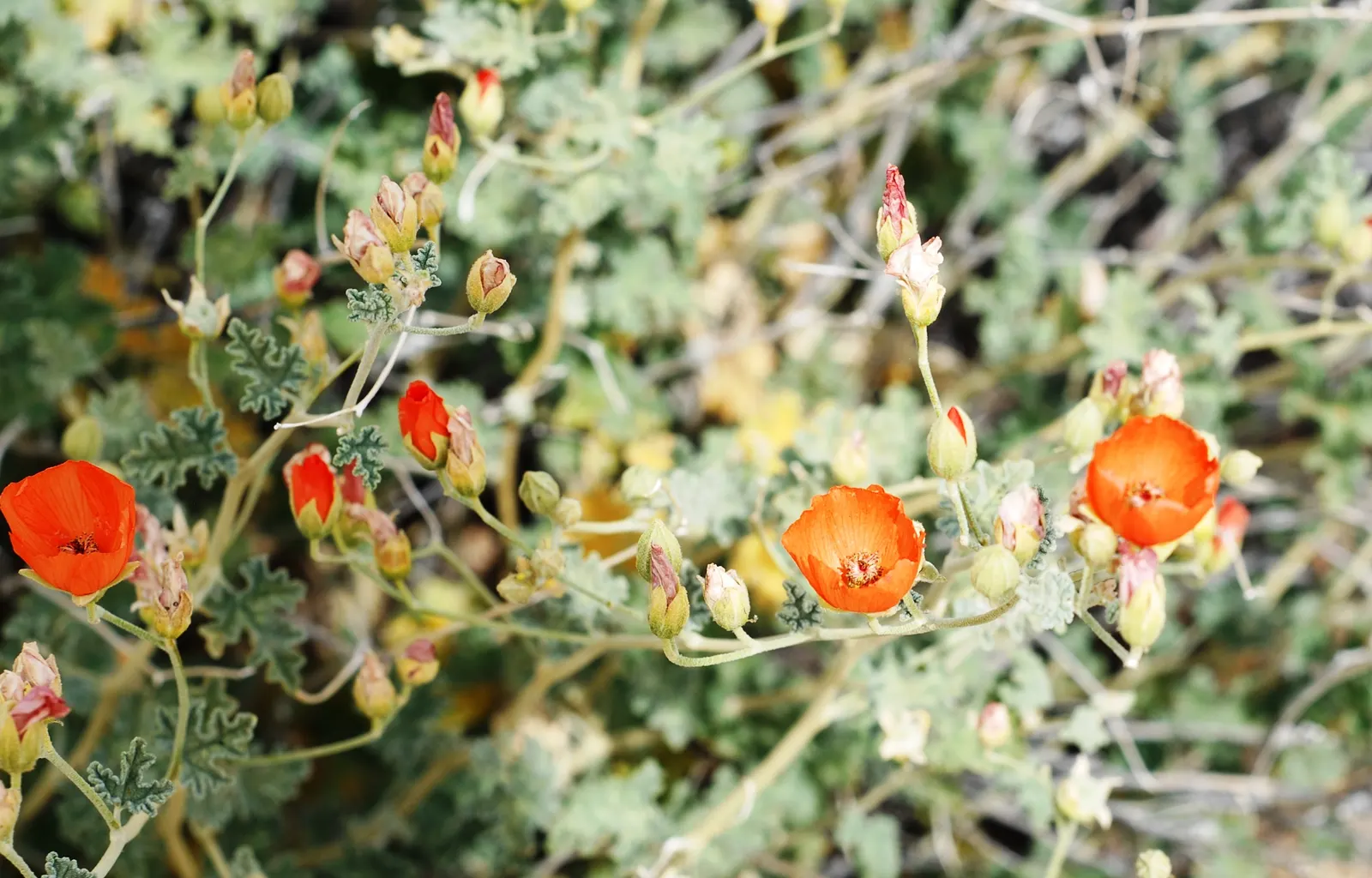 Apricot Mallow (Sphaeralcea Ambigua) — it can be propagated through division, image 50