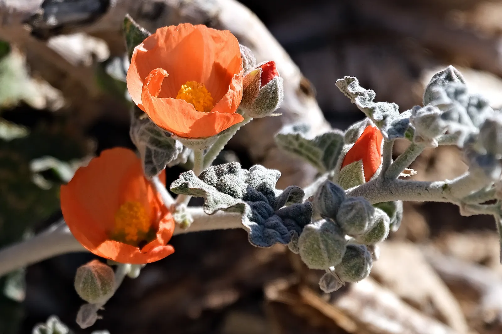 Apricot Mallow (Sphaeralcea Ambigua) — As the plant matures and spreads; it boasts impressive drought tolerance