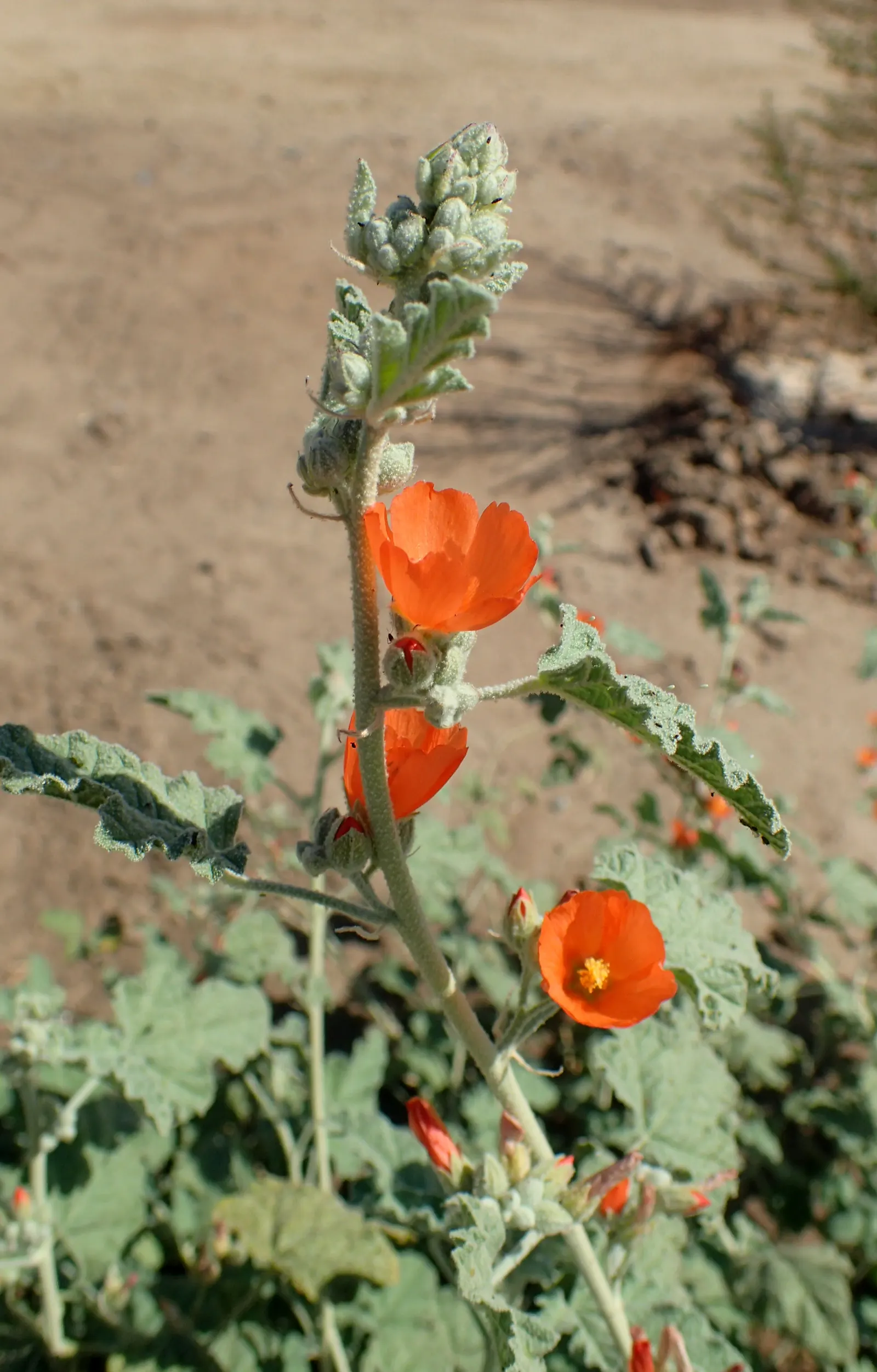 Apricot Mallow (Sphaeralcea Ambigua) — it flourishes under full sun exposure and is an excellent choice for adding a splash of color to arid; with, image 118