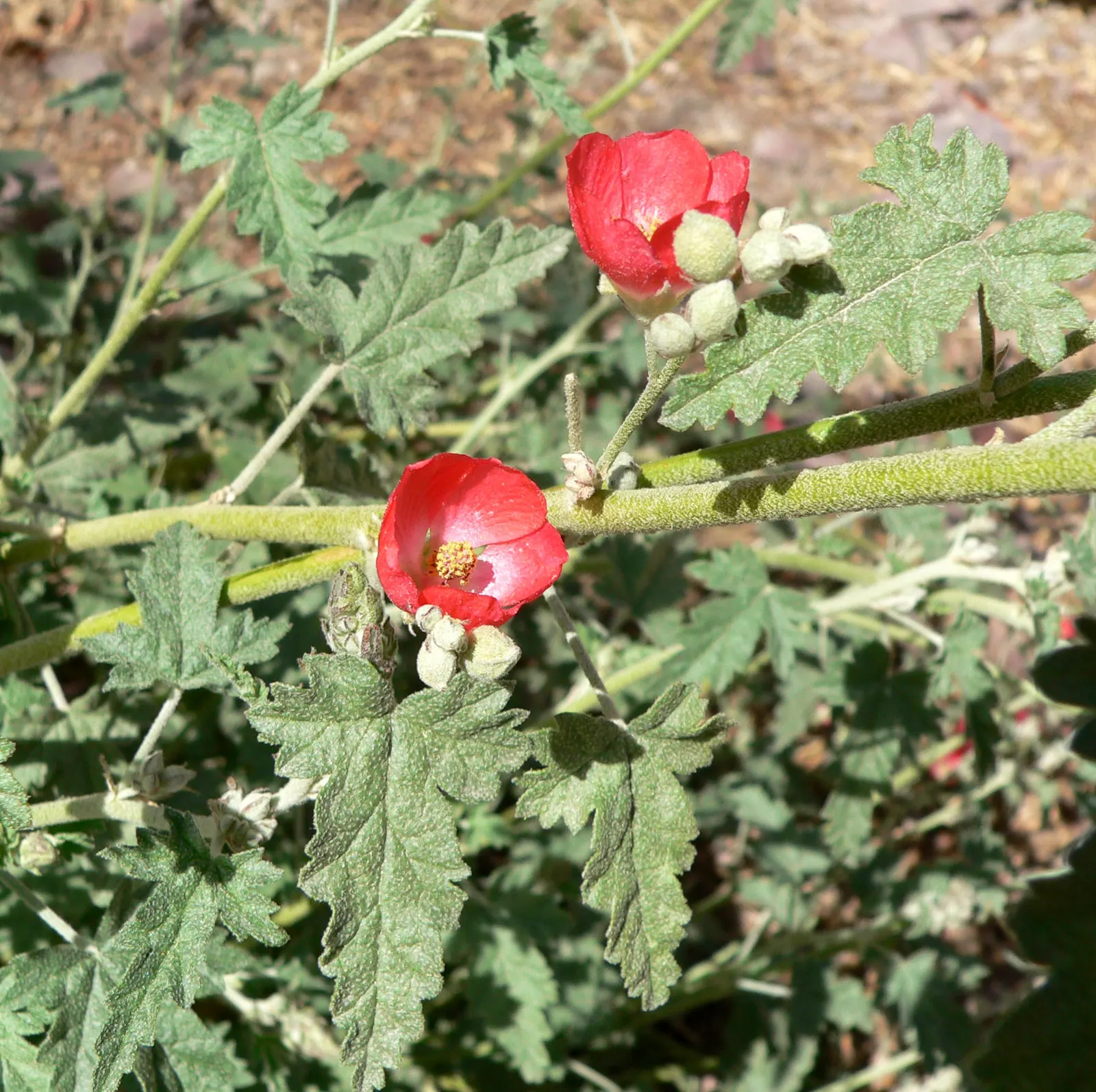 Apricot Mallow (Sphaeralcea Ambigua) — typically reaching heights of between 2 and 3 feet; shrub for full, image 93