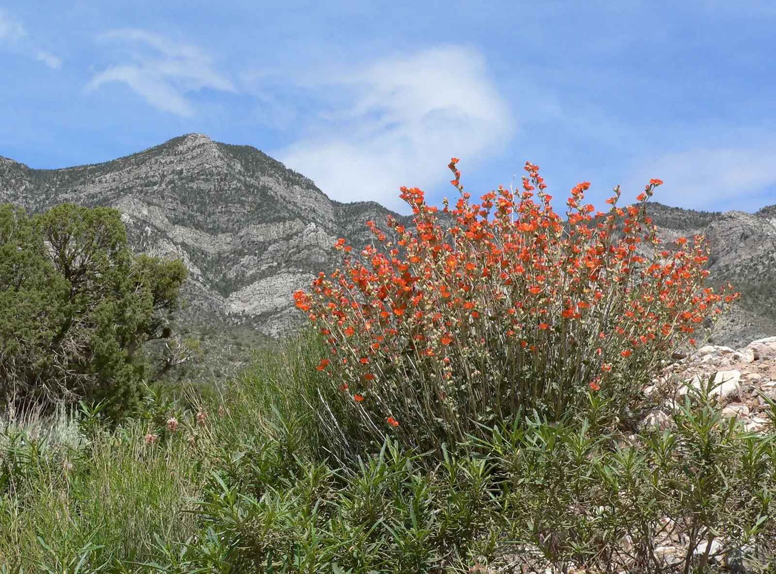 Apricot Mallow (Sphaeralcea Ambigua) — Its grey-green foliage is drought-tolerant and attracts pollinators, making it perfect for xeriscapes, image 58