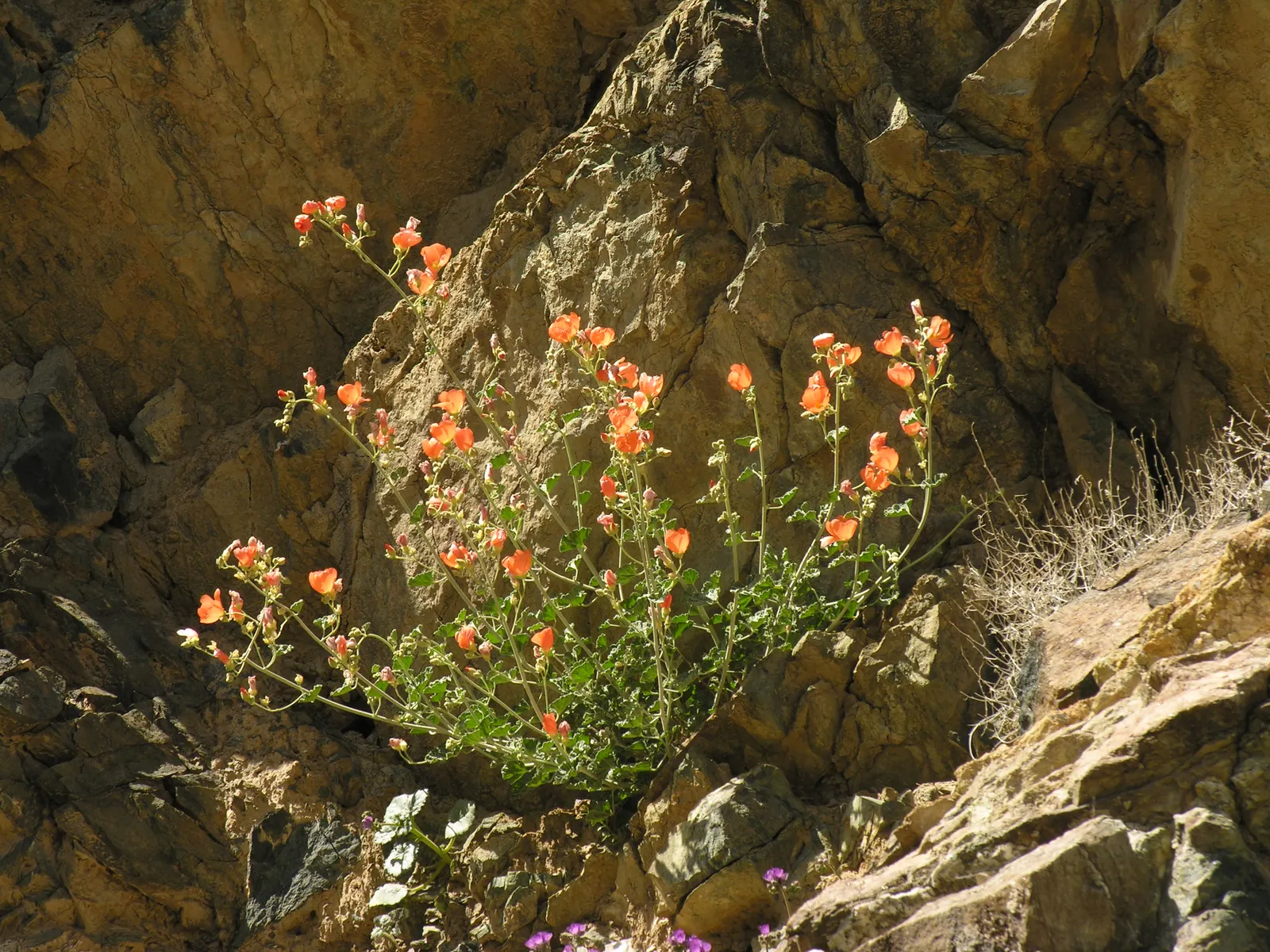 Apricot Mallow (Sphaeralcea Ambigua) — flourishing in arid zones with a height/width of 3 ft; drought-tolerant landscapes.<br><br>This resilient plant