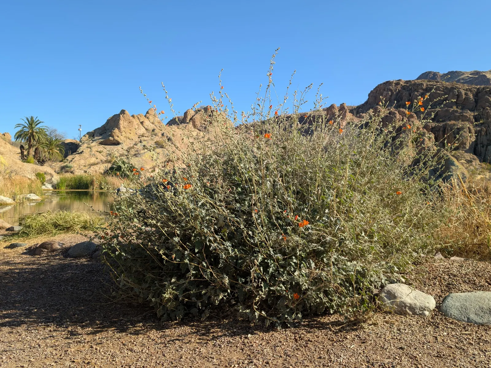 Apricot Mallow (Sphaeralcea Ambigua) — it flourishes under full sun exposure and is an excellent choice for adding a splash of color to arid