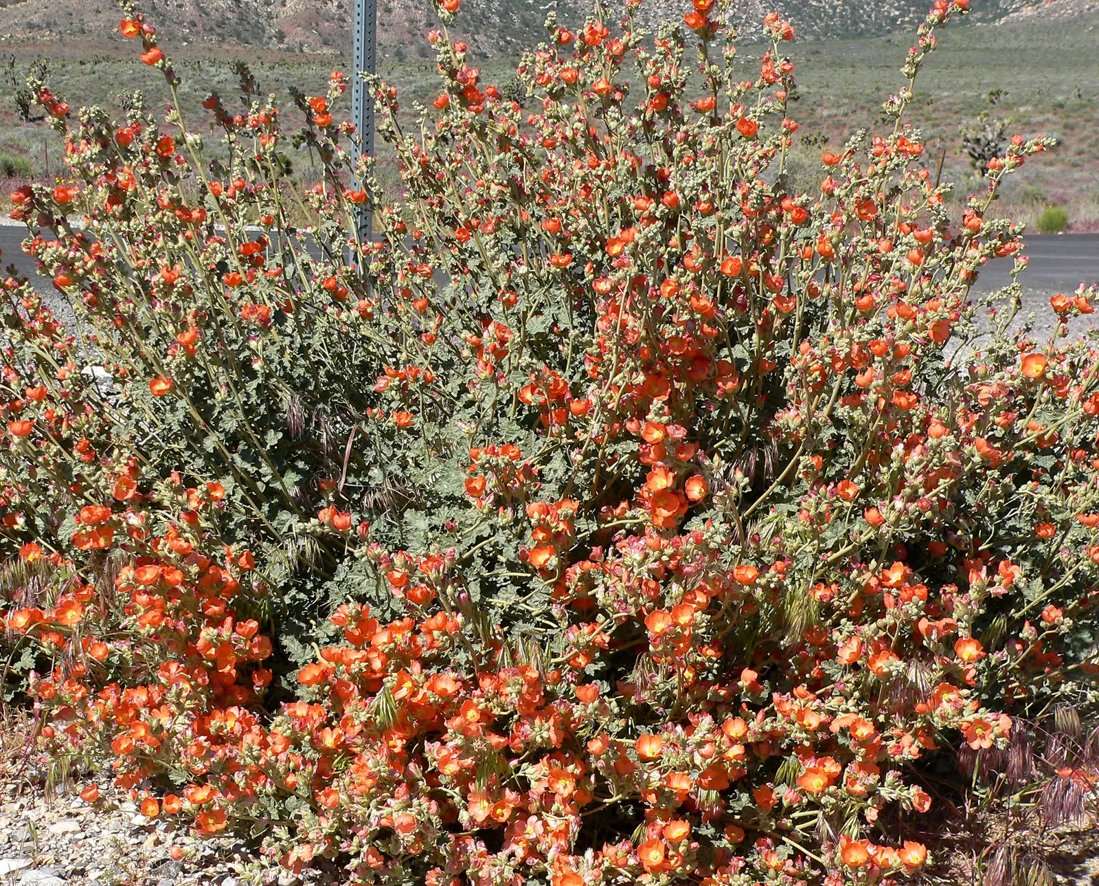 Apricot Mallow (Sphaeralcea Ambigua) — making it a low-maintenance option for gardeners contending with water restrictions