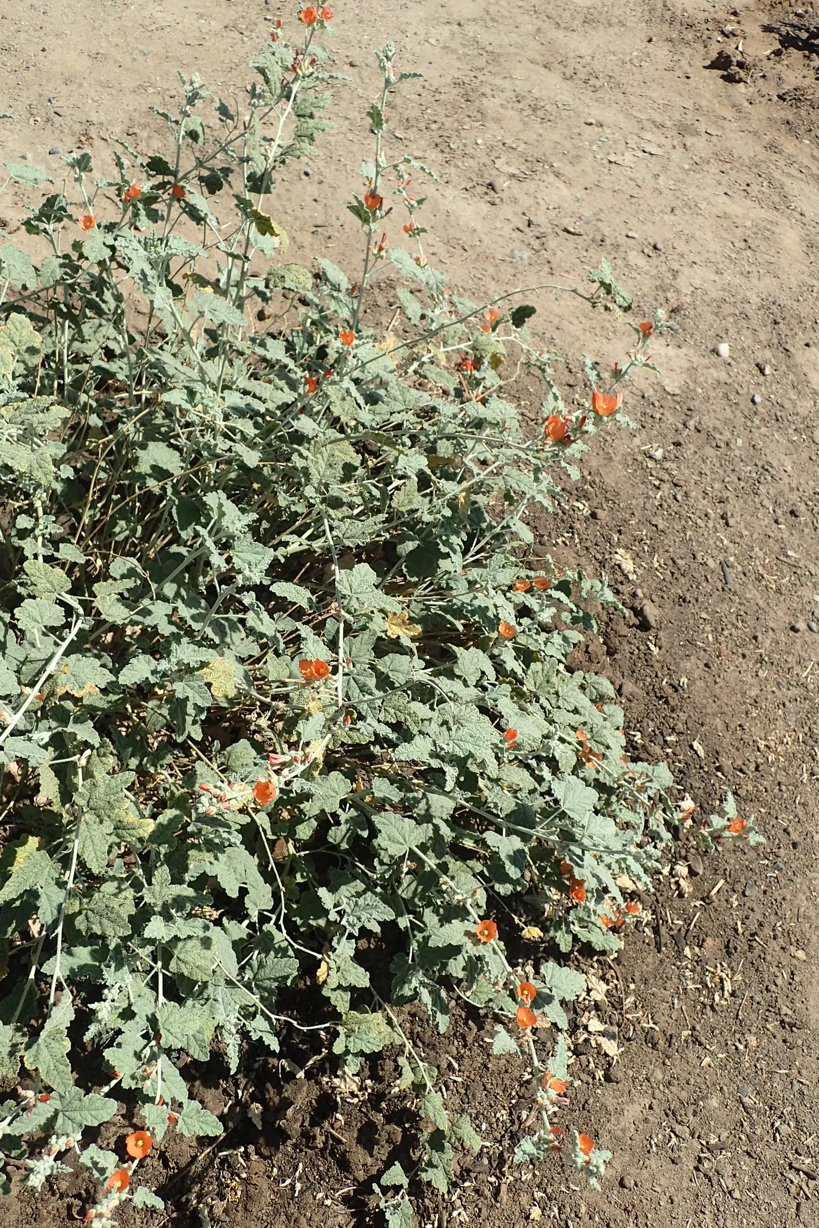 Apricot Mallow (Sphaeralcea Ambigua) — thereby injecting life and movement into the garden while fostering local biodiversity; revered for its, image 102