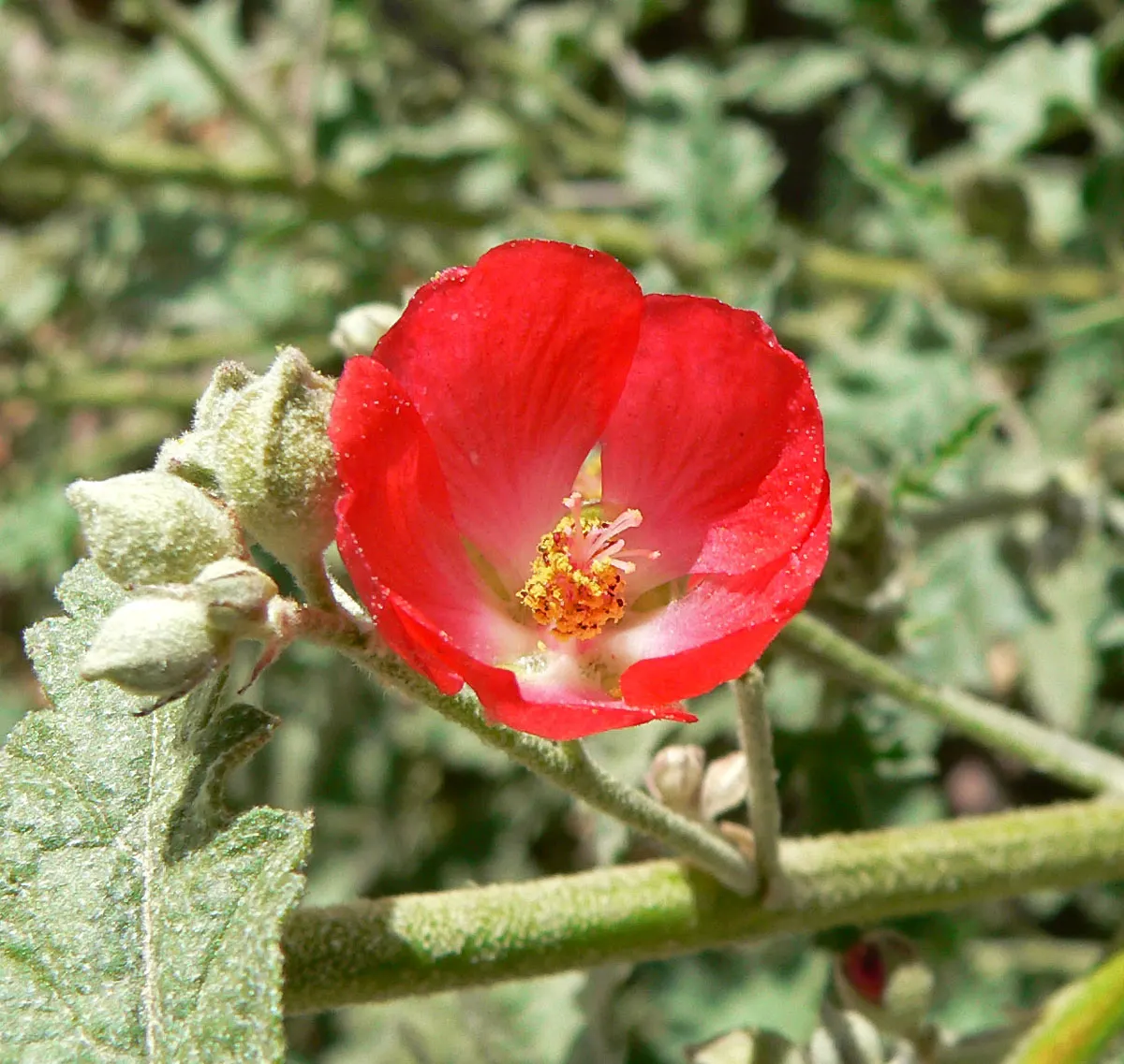 Apricot Mallow (Sphaeralcea Ambigua) — scientifically known as Sphaeralcea ambigua; consider its attraction to pollinators, image 88
