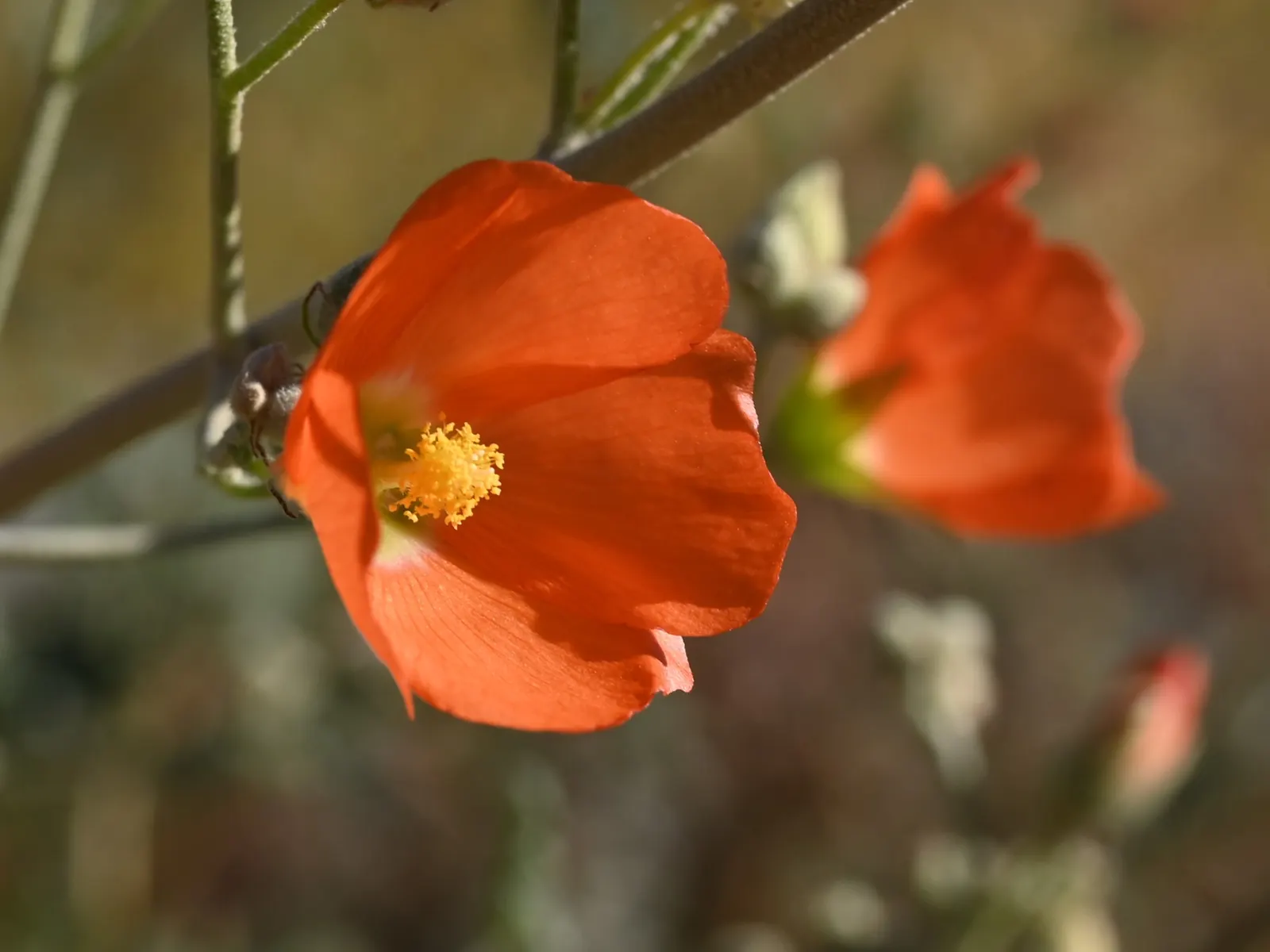 Apricot Mallow (Sphaeralcea Ambigua) — flourishing in arid zones with a height/width of 3 ft