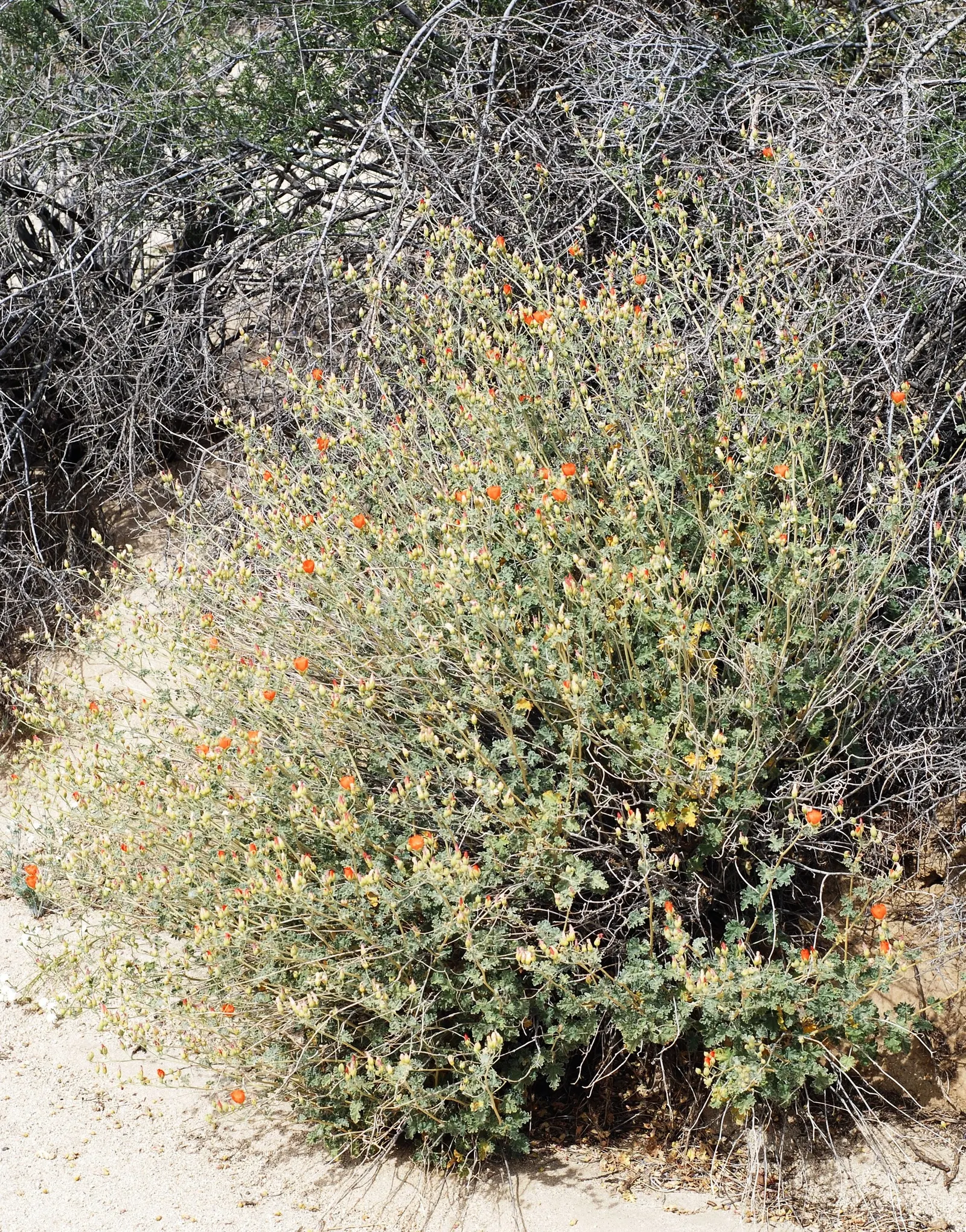 Apricot Mallow (Sphaeralcea Ambigua) — Displaying cup-shaped, apricot-orange blooms, this plant adds a warm palette from late winter to fall; it, image 57