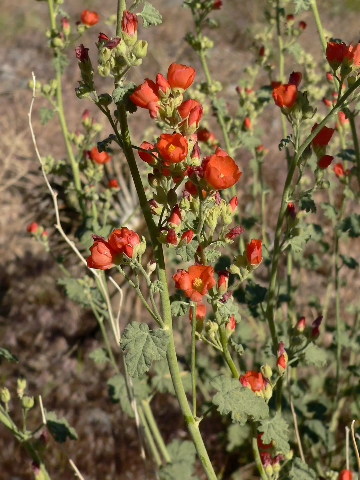 Apricot Mallow (Sphaeralcea Ambigua) — drought-tolerant landscapes.<br><br>This resilient plant possesses a bushy growth habit; the blooms are a, image 65