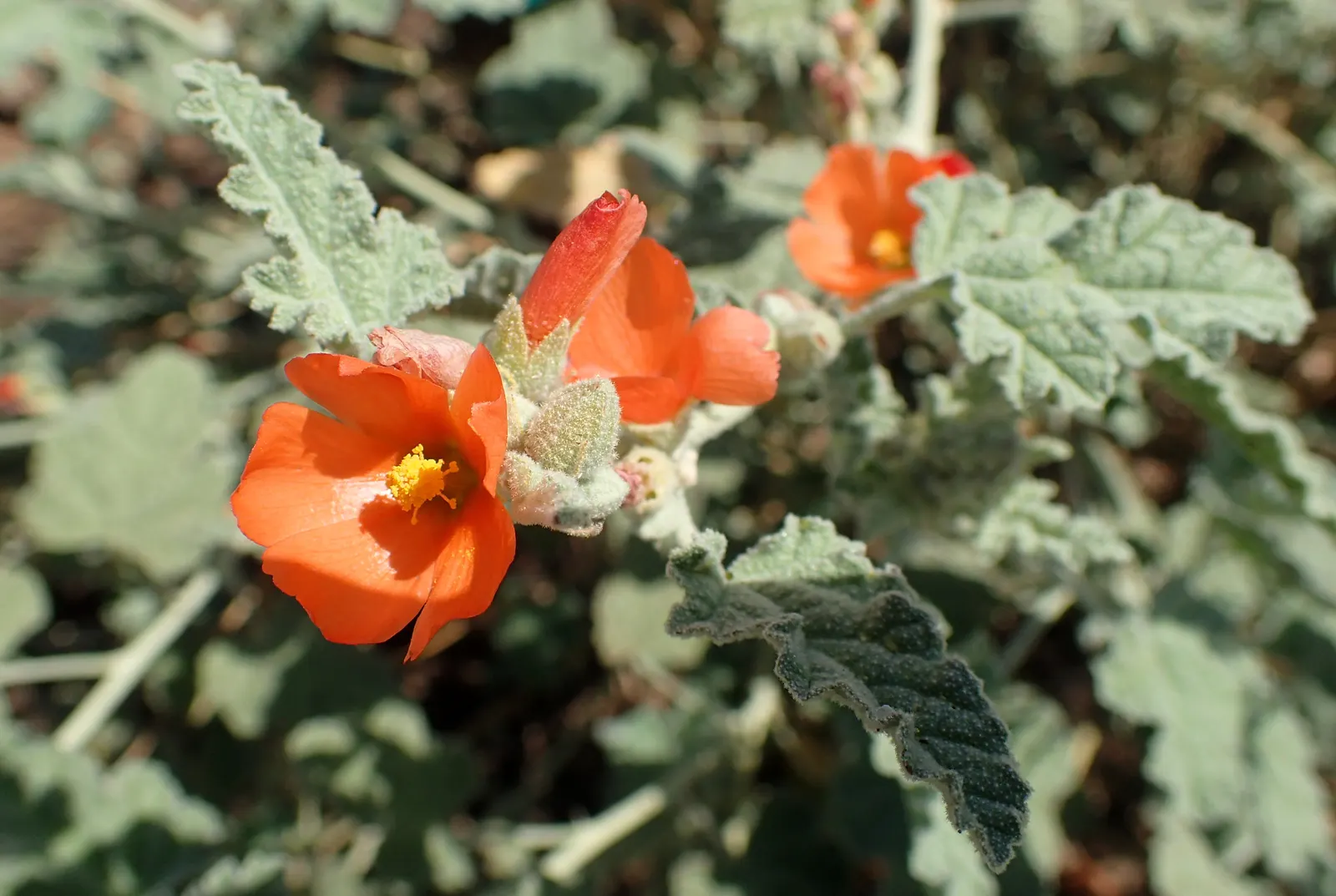 Apricot Mallow (Sphaeralcea Ambigua) — The blooms are a veritable magnet for bees; flourishing in arid zones with a height/width of 3 ft, image 74