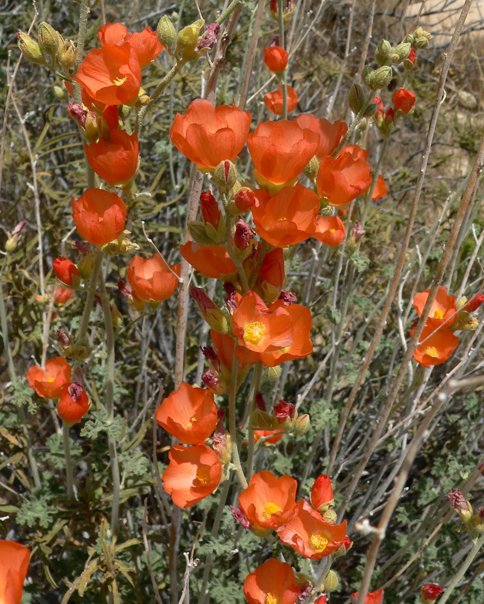 Apricot Mallow (Sphaeralcea Ambigua) — with a similar spread of 2 to 3 feet