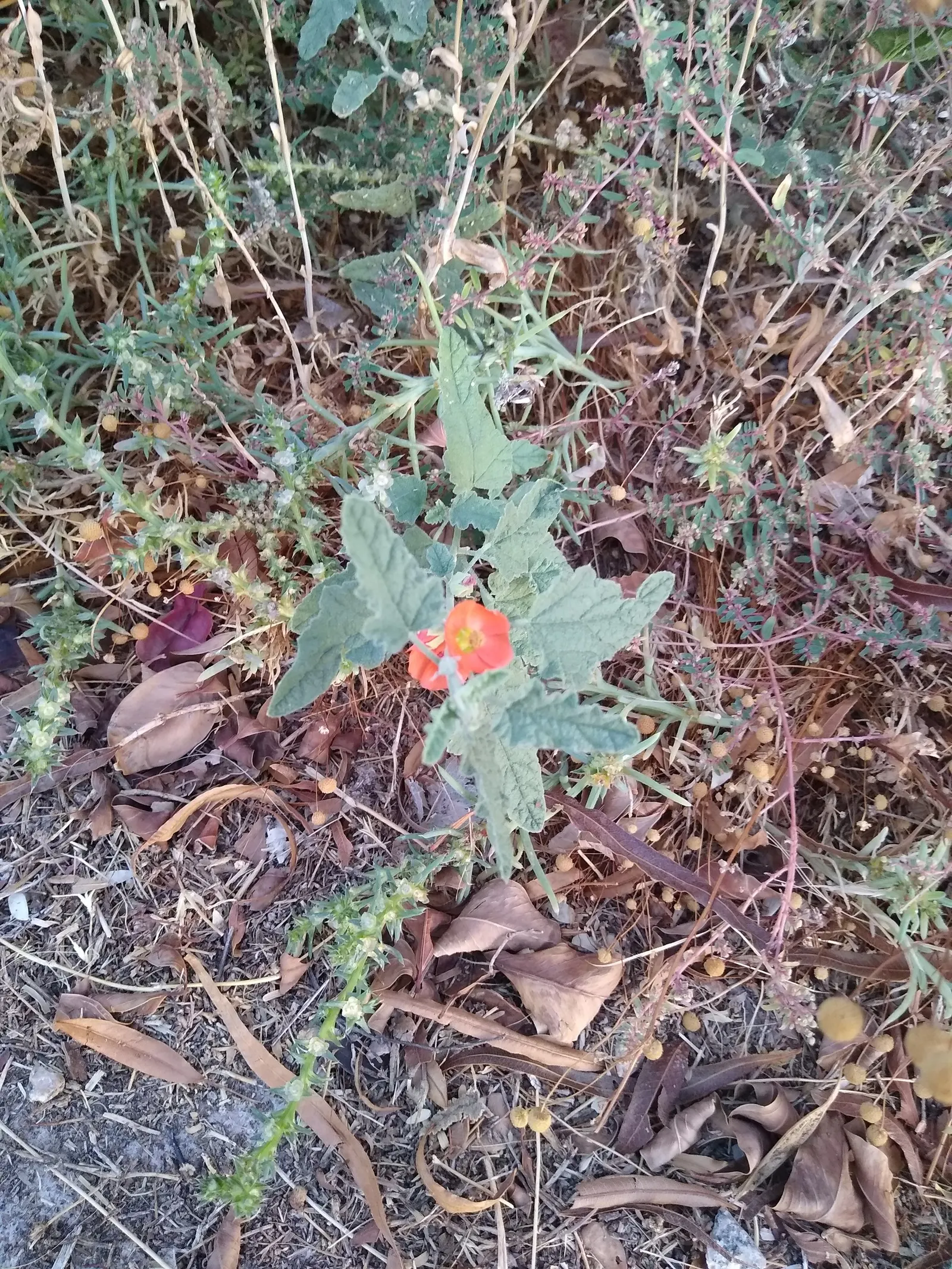 Apricot Mallow (Sphaeralcea Ambigua) — As the plant matures and spreads