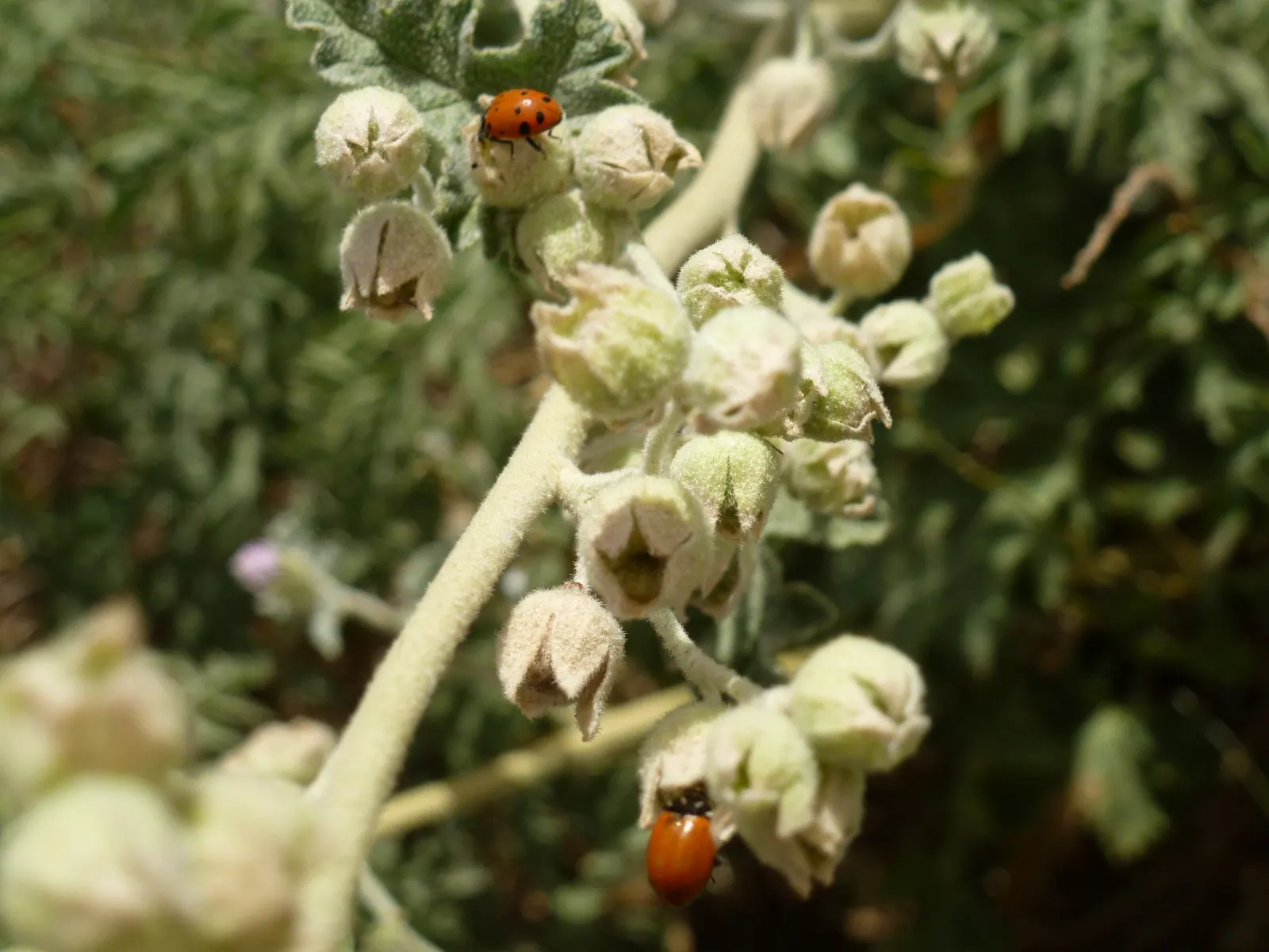 Apricot Mallow (Sphaeralcea Ambigua) — shrub for full