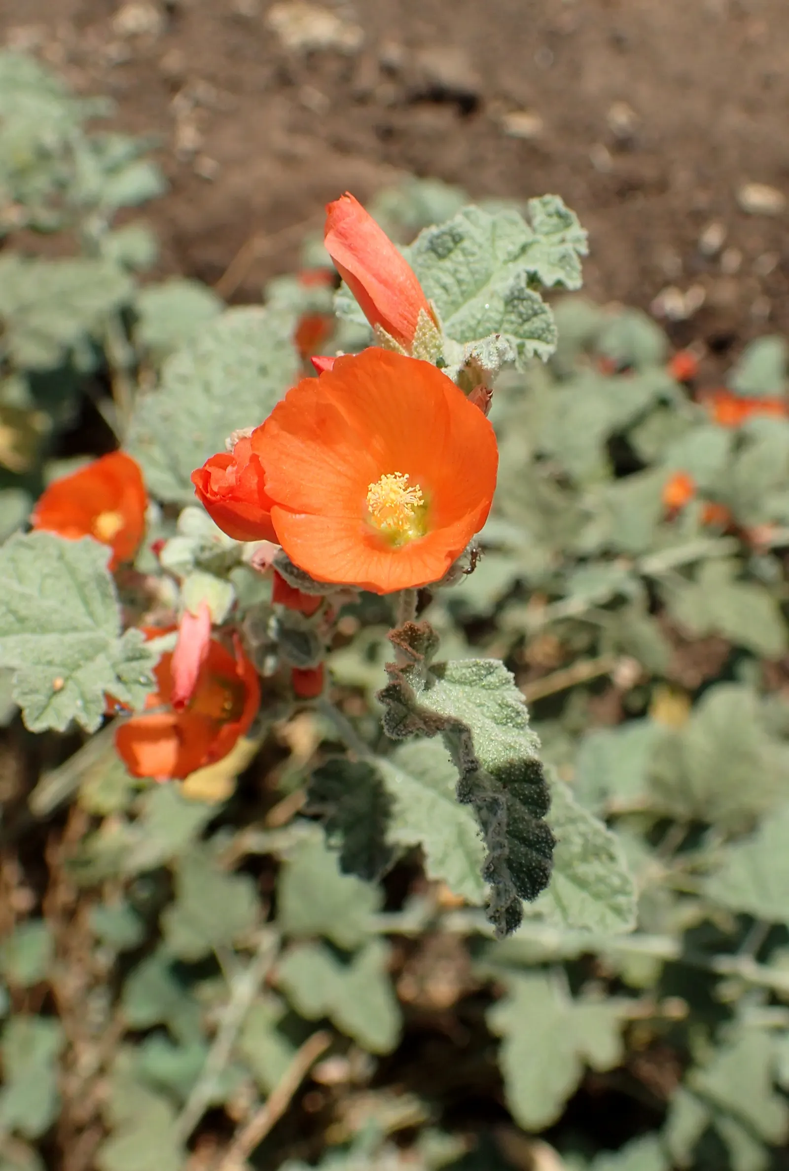 Apricot Mallow (Sphaeralcea Ambigua) — which enables it to fit snugly within mixed borders or serve as an eye-catching focal point, image 95
