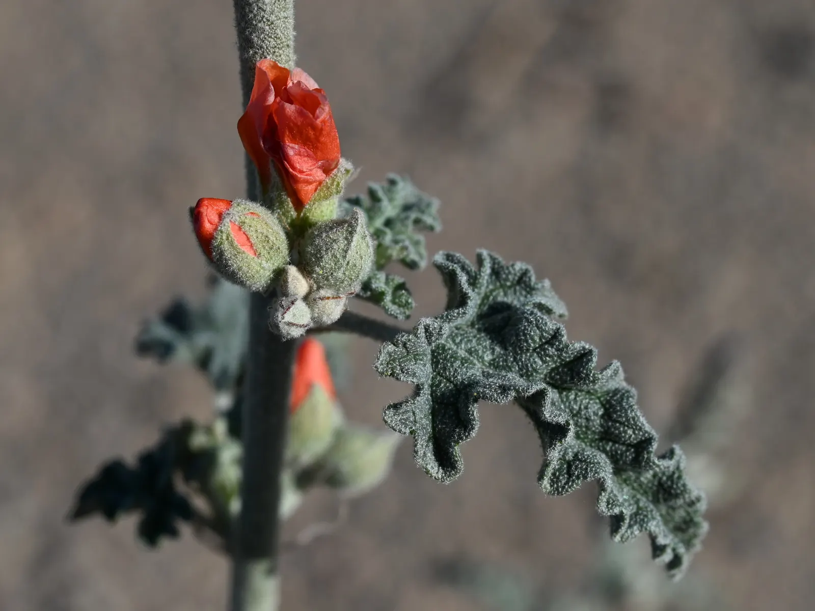 Apricot Mallow (Sphaeralcea Ambigua) — making it a low-maintenance option for gardeners contending with water restrictions; is an enchanting, image 98