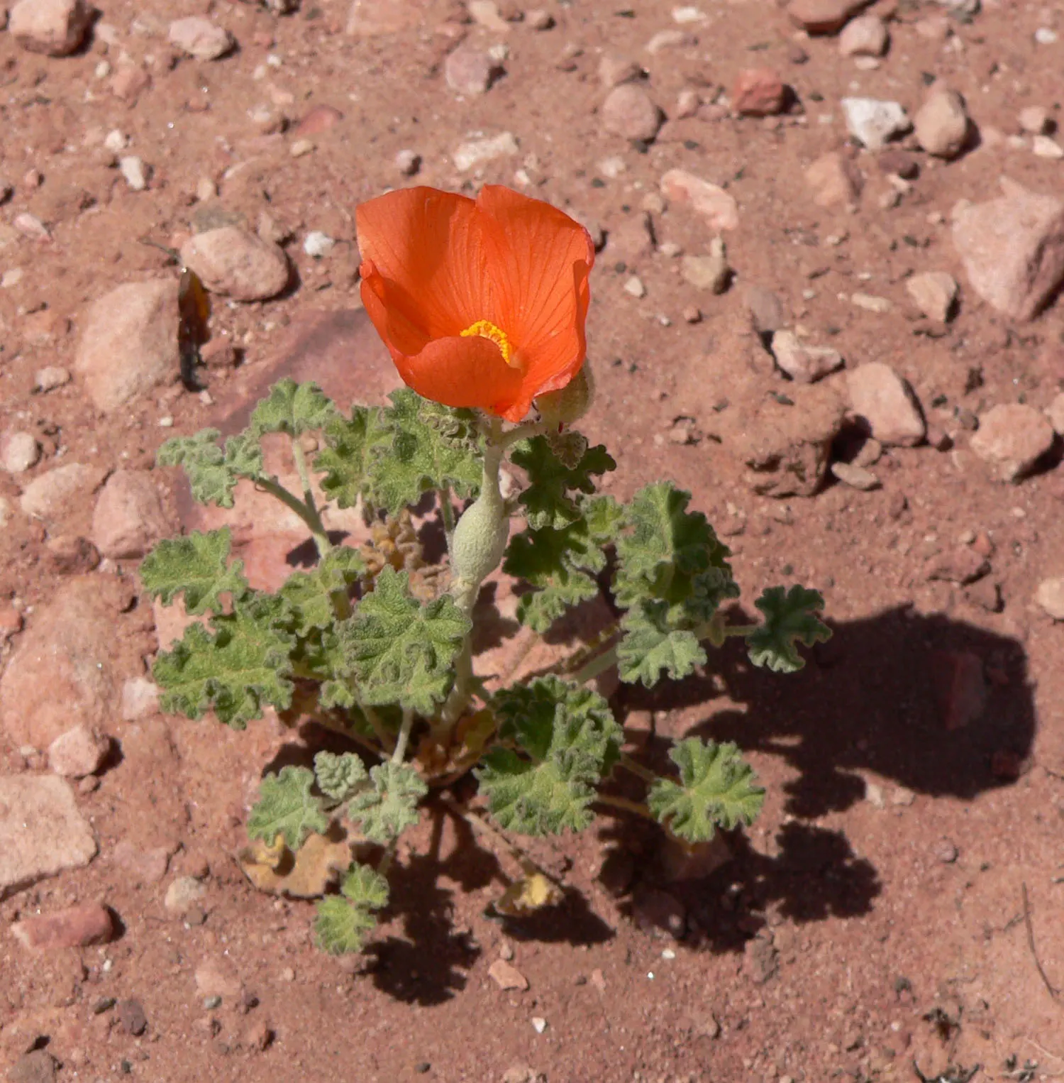Apricot Mallow (Sphaeralcea Ambigua) — thereby injecting life and movement into the garden while fostering local biodiversity; revered for its vibrant