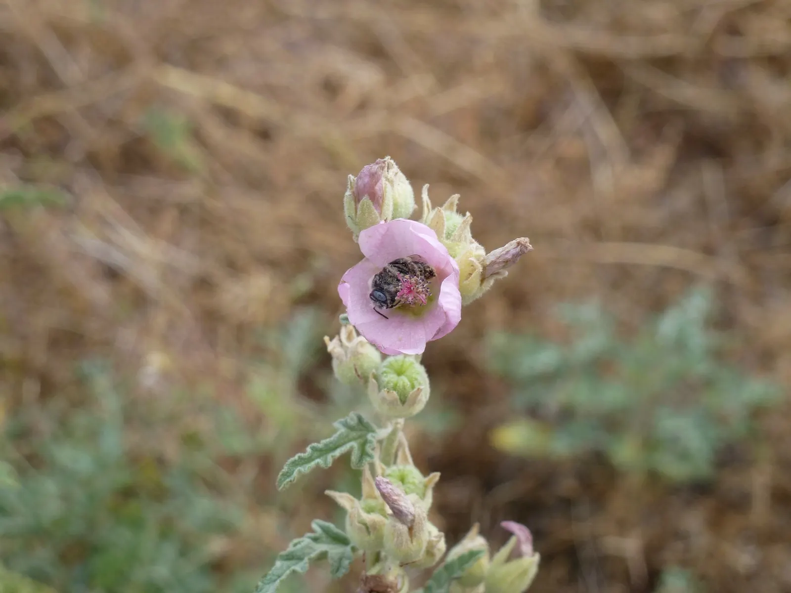 Apricot Mallow (Sphaeralcea Ambigua) — Requires well-draining soil and full sun exposure, image 113