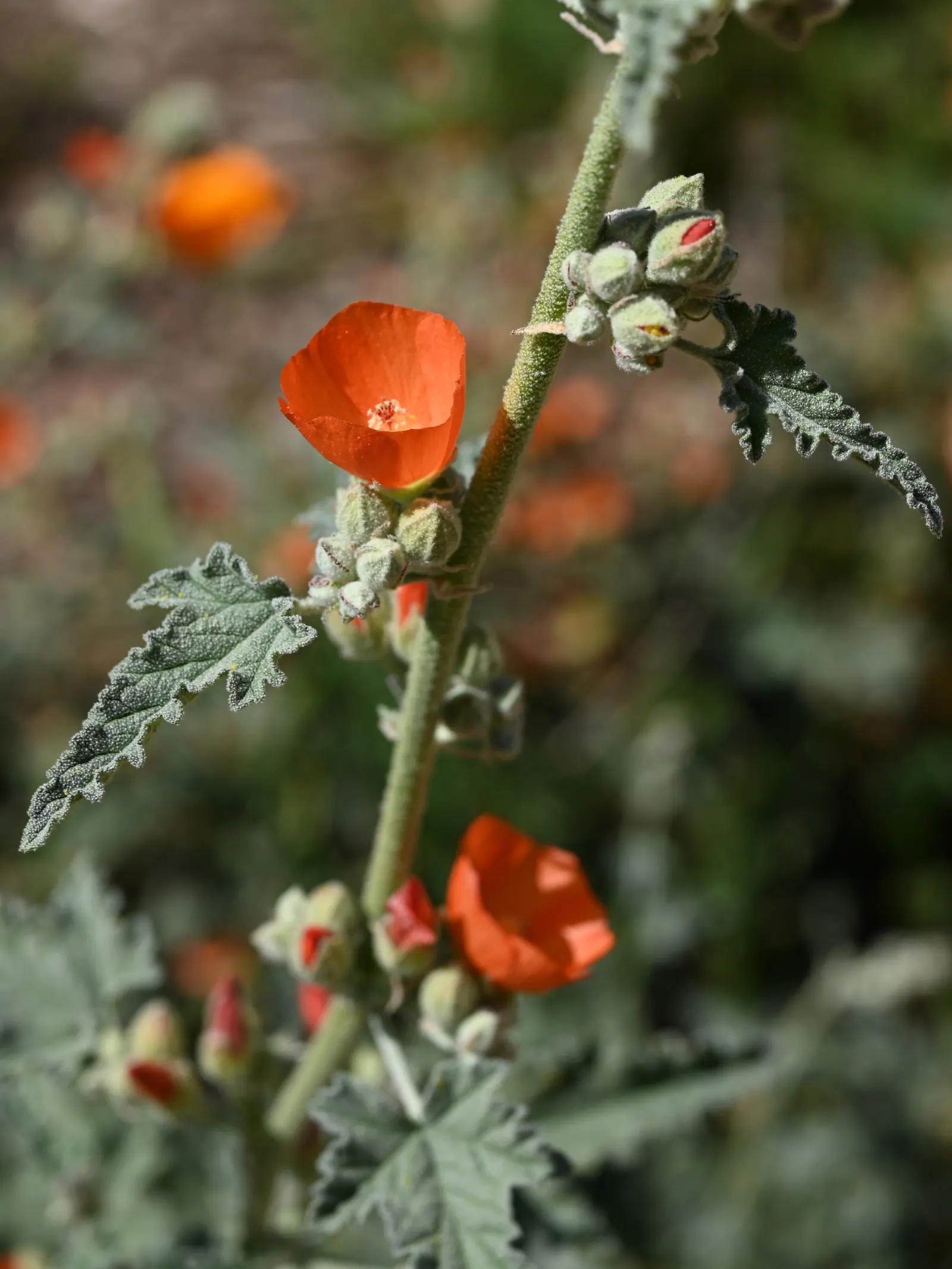 Apricot Mallow (Sphaeralcea Ambigua) — shrub with orange blooms; making it a low-maintenance option for gardeners contending with water restrictions, image 107