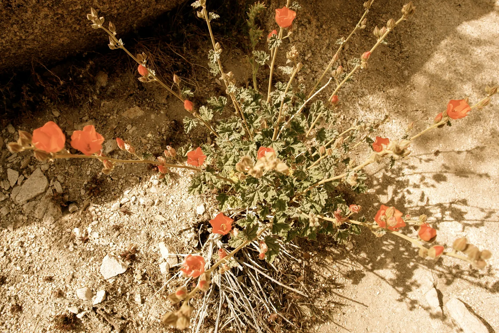 Apricot Mallow (Sphaeralcea Ambigua) — Revered for its vibrant apricot-orange blooms; space 2-3 ft apart to accommodate mature size, image 90