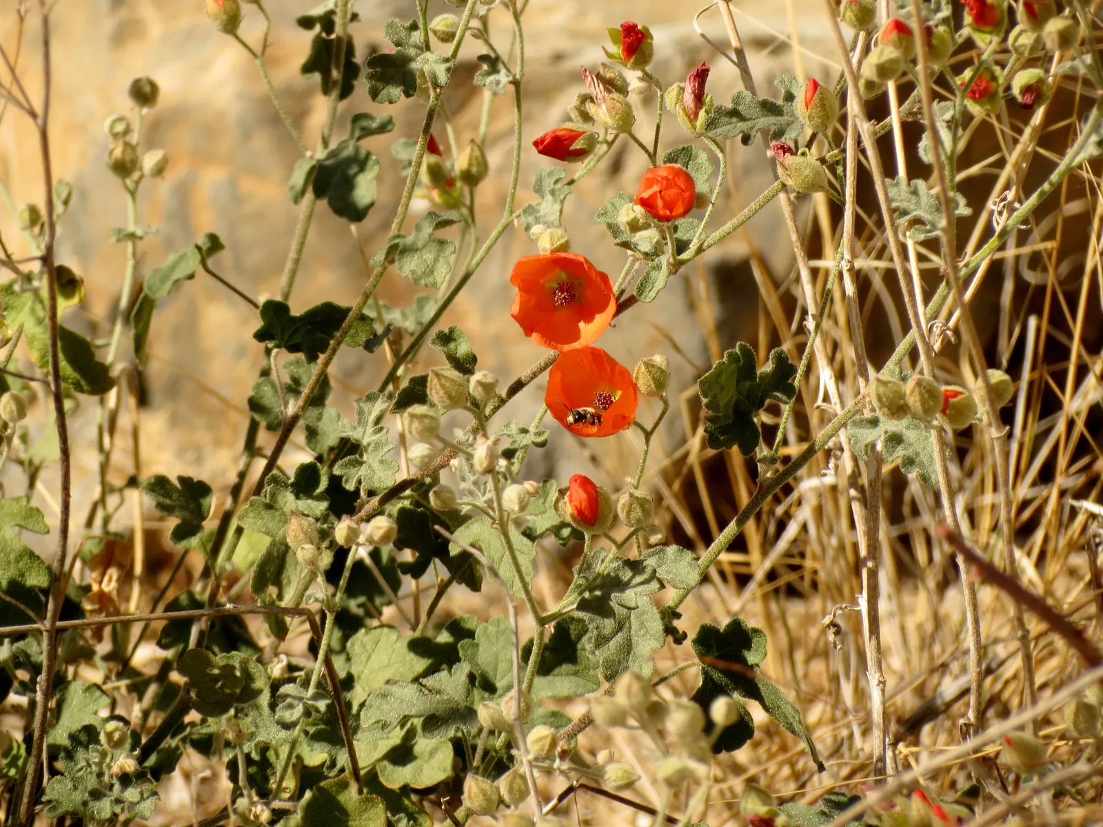 Apricot Mallow (Sphaeralcea Ambigua) — Apricot Mallow (Sphaeralcea ambigua) is a perennial shrub; its grey-green foliage is drought-tolerant and attracts